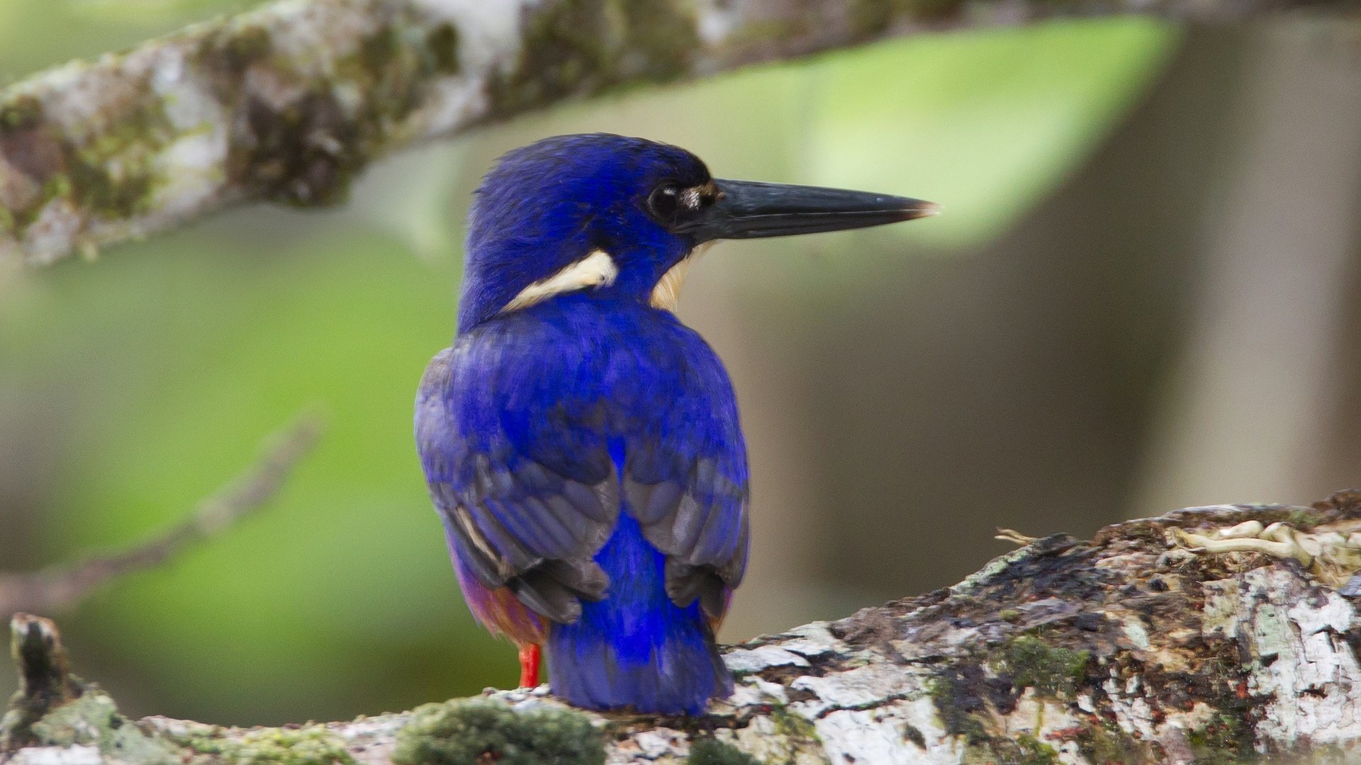 Обои птица, клюв, перья, зимородок, лазурный зимородок, bird, beak, feathers, kingfisher, azure kingfisher разрешение 2048x1383 Загрузить