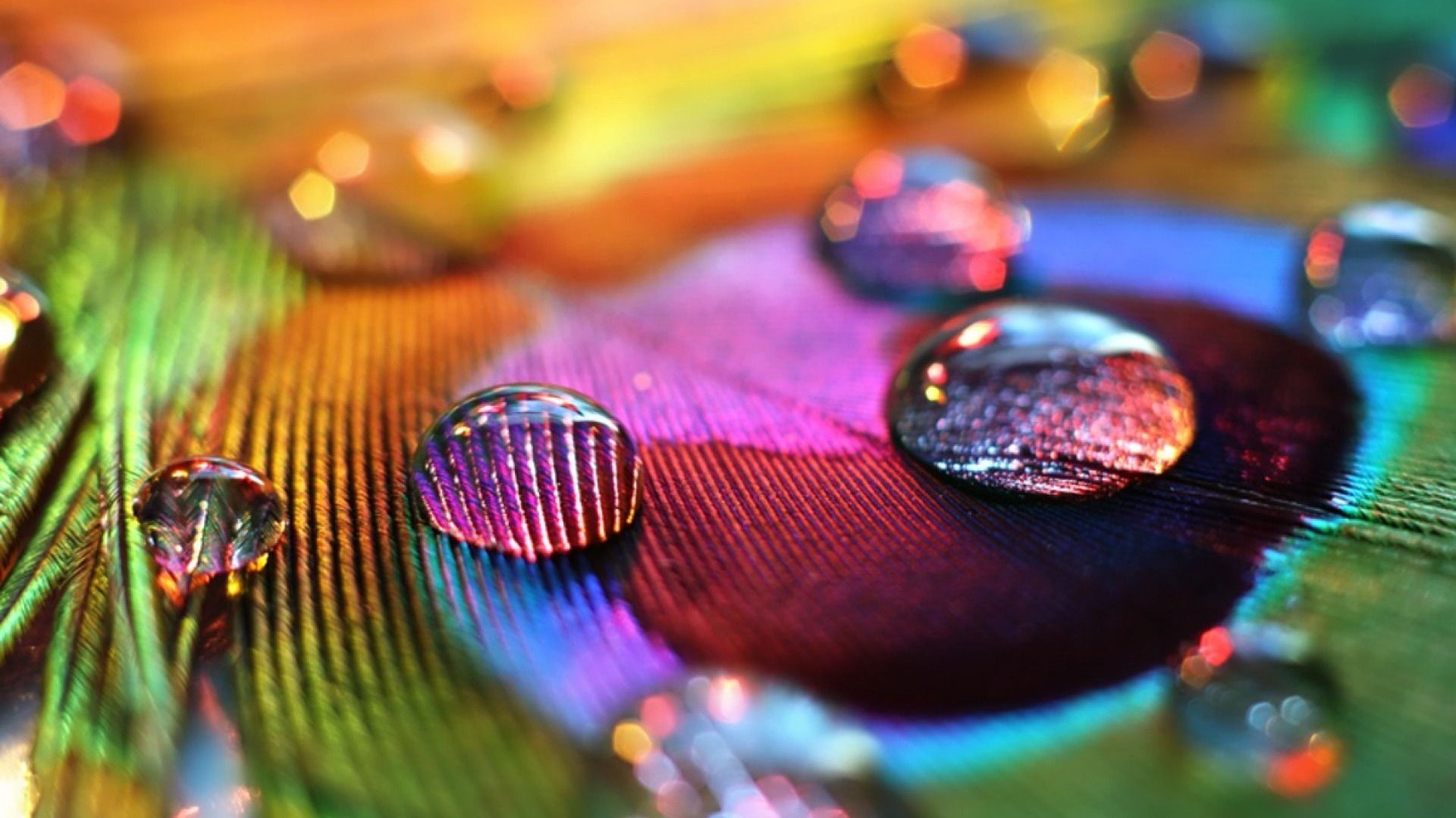 Обои макро, капли, перо, капли воды, крупным планом, перо павлина, macro, drops, pen, water drops, closeup, peacock feather разрешение 1920x1200 Загрузить