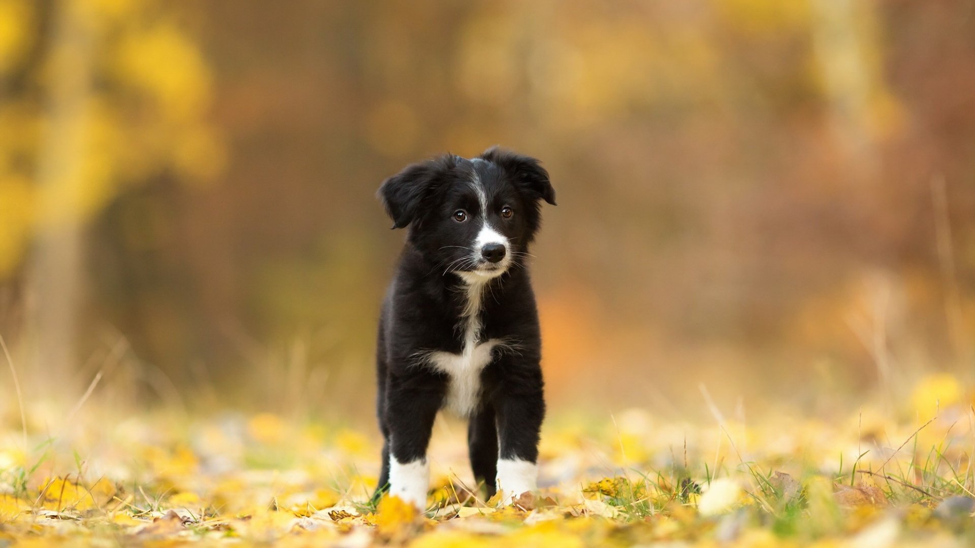 Обои листья, взгляд, осень, собака, щенок, друг, бордер-колли, leaves, look, autumn, dog, puppy, each, the border collie разрешение 1920x1200 Загрузить