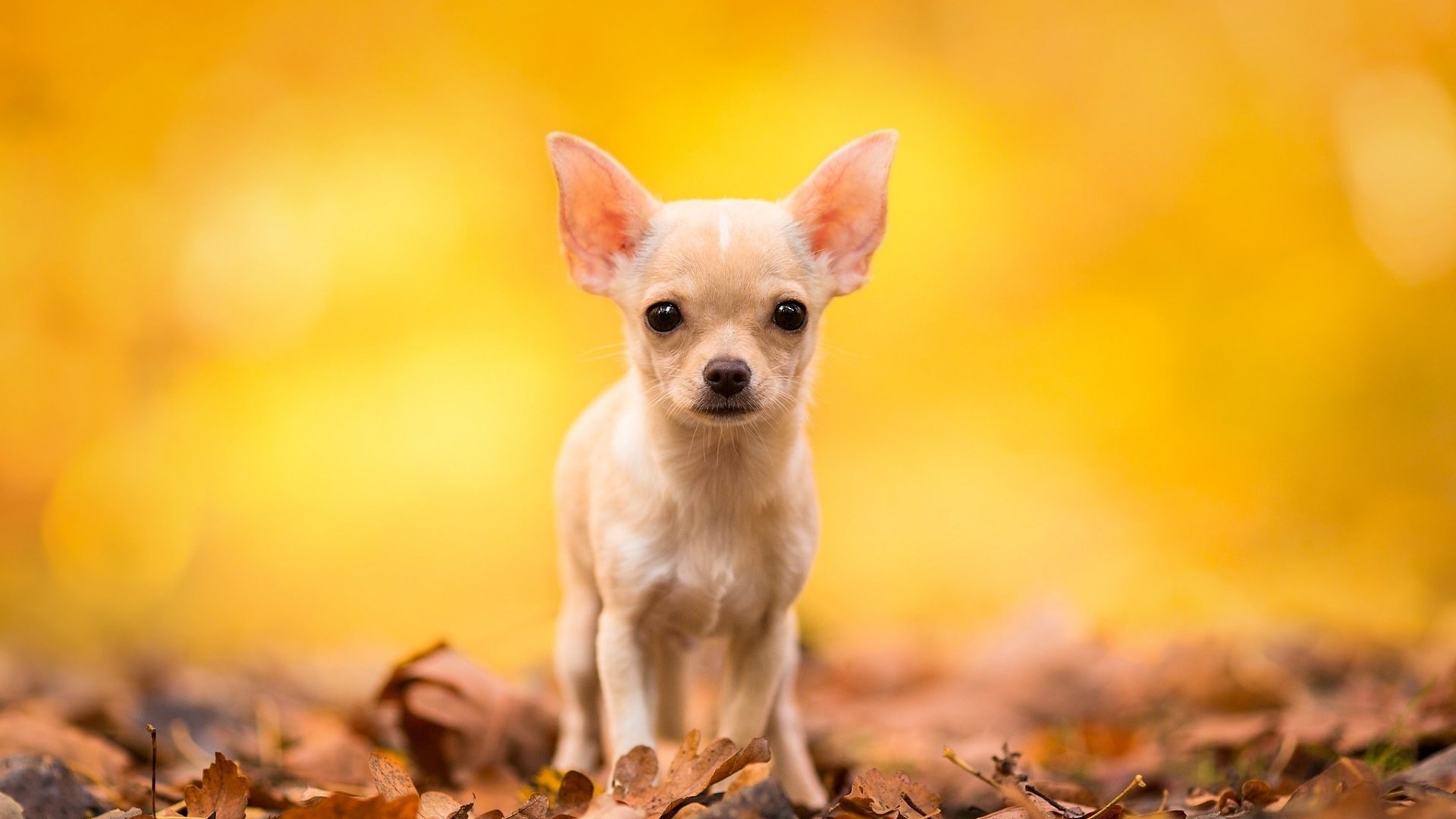 Обои листья, мордочка, взгляд, осень, собака, чихуахуа, leaves, muzzle, look, autumn, dog, chihuahua разрешение 1920x1200 Загрузить