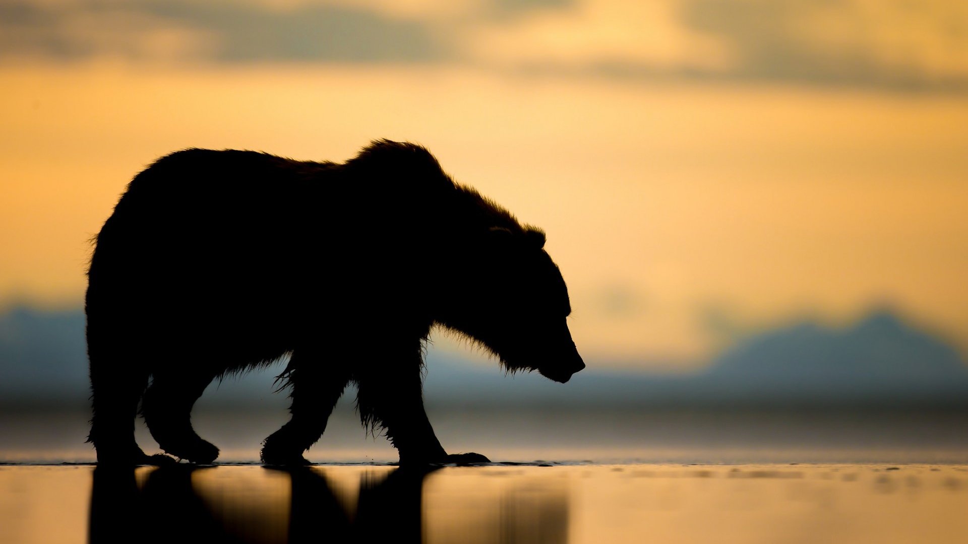Обои закат, медведь, силуэт, гризли, sunset, bear, silhouette, grizzly разрешение 1920x1200 Загрузить