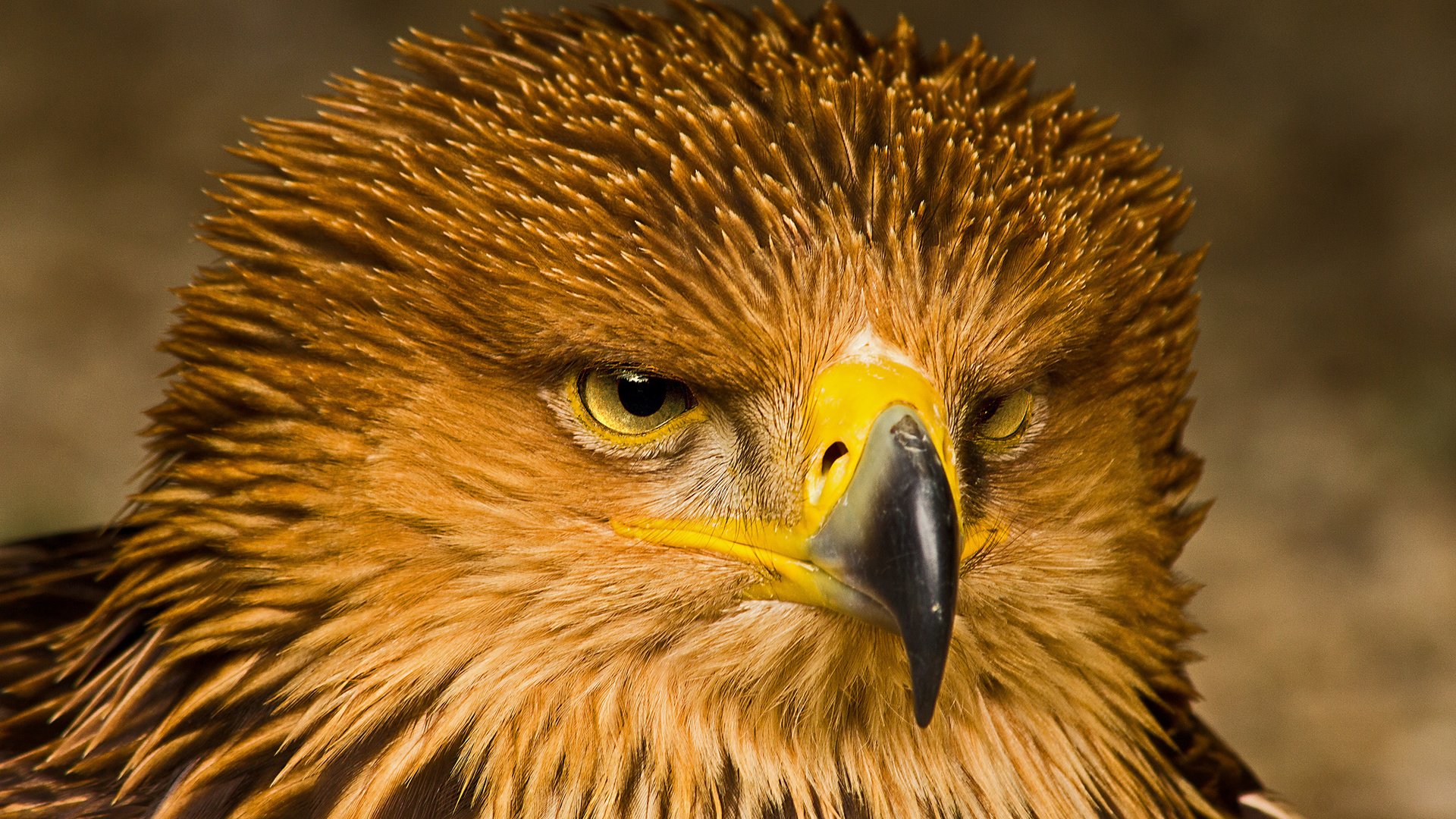 Обои портрет, взгляд, орел, хищник, птица, клюв, перья, portrait, look, eagle, predator, bird, beak, feathers разрешение 2048x1365 Загрузить