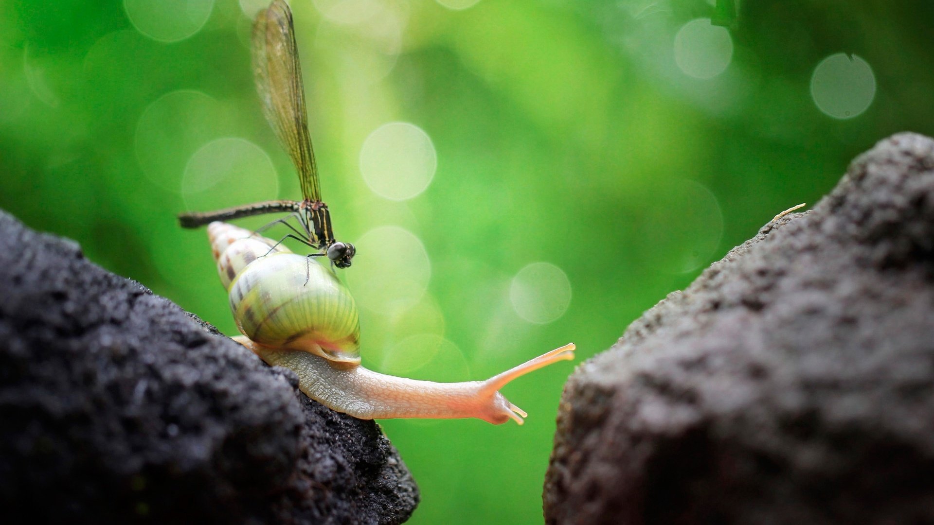 Обои макро, насекомое, крылья, стрекоза, улитка, брюхоногий моллюск, macro, insect, wings, dragonfly, snail разрешение 2048x1365 Загрузить