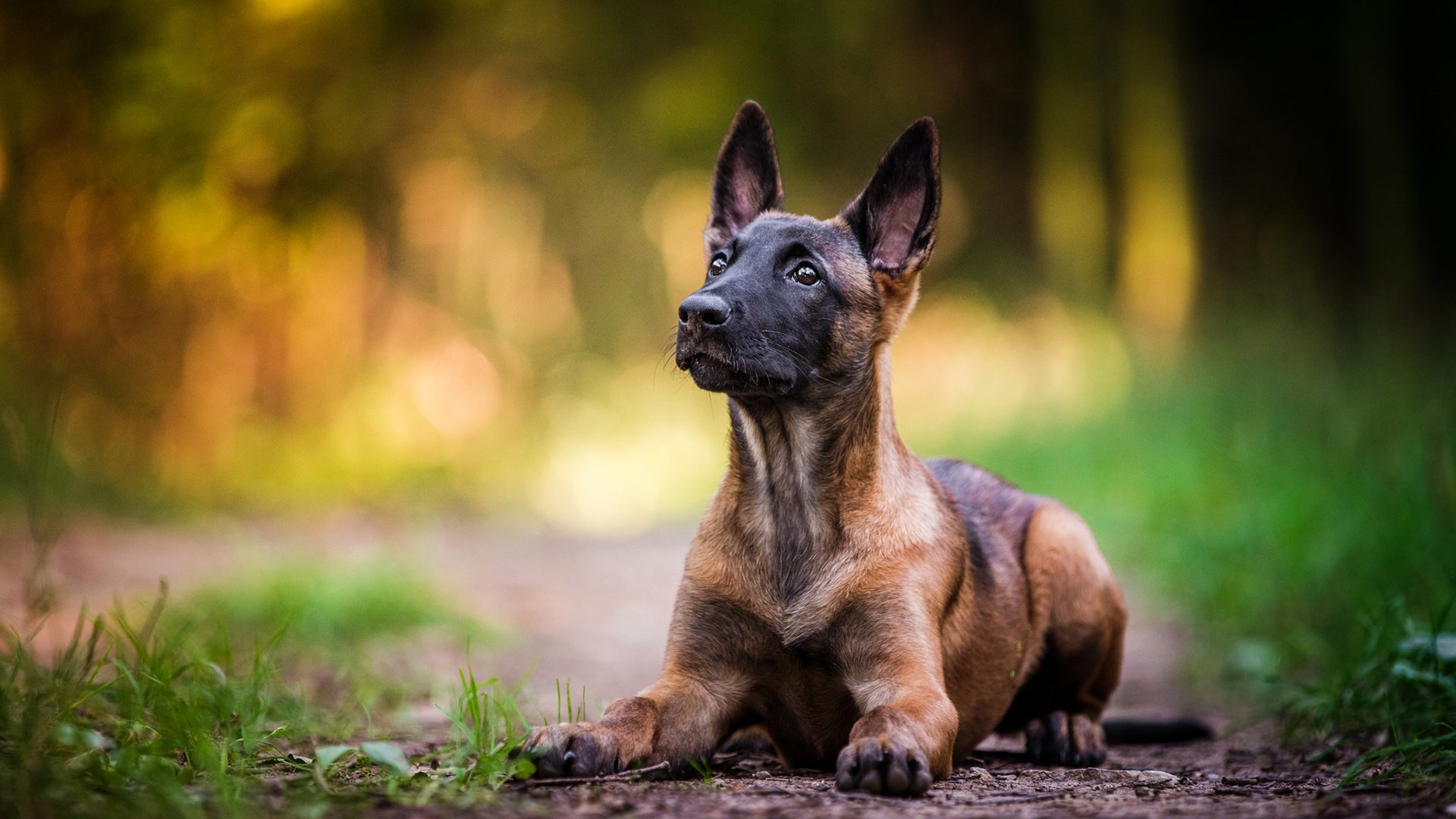 Обои собака, щенок, овчарка, малинуа, бельгийская овчарка, dog, puppy, shepherd, malinois, belgian shepherd разрешение 1920x1200 Загрузить