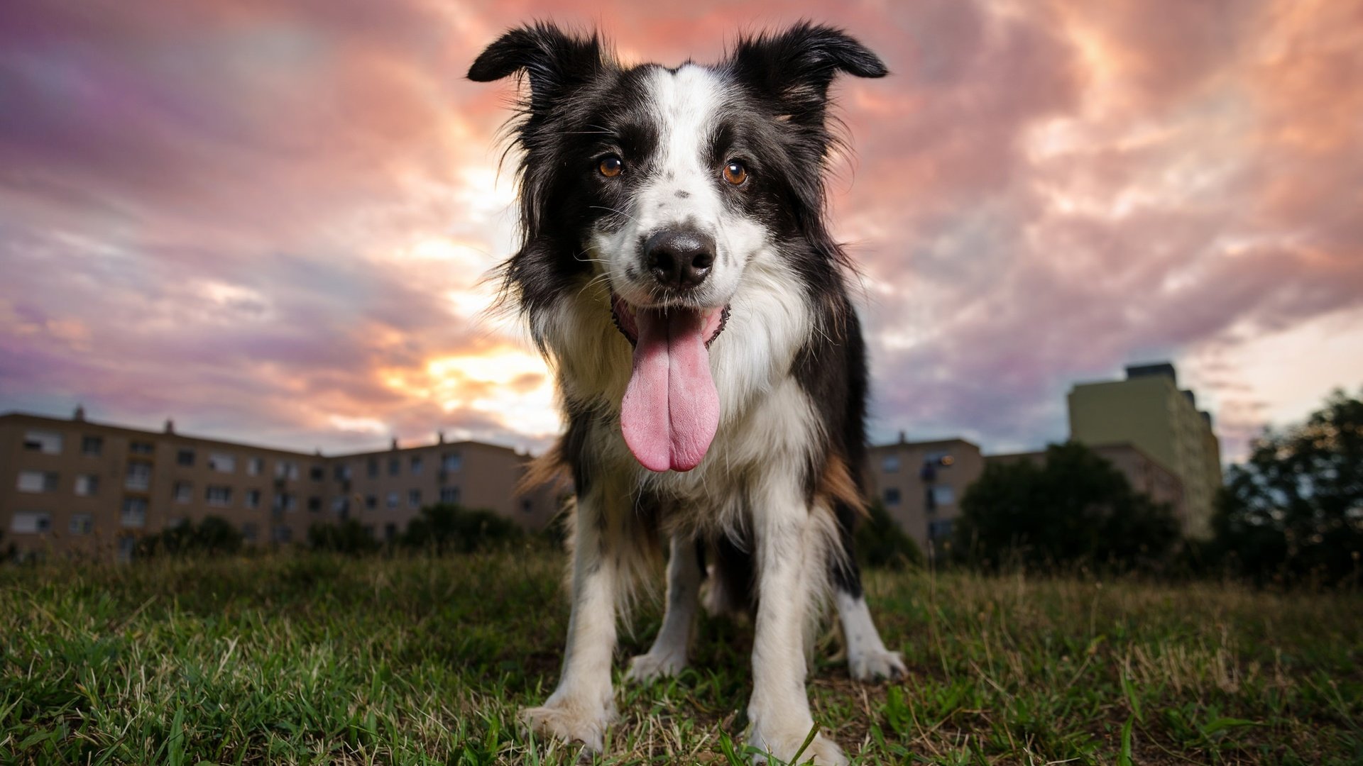 Обои вечер, закат, собака, язык, бордер-колли, the evening, sunset, dog, language, the border collie разрешение 2048x1304 Загрузить