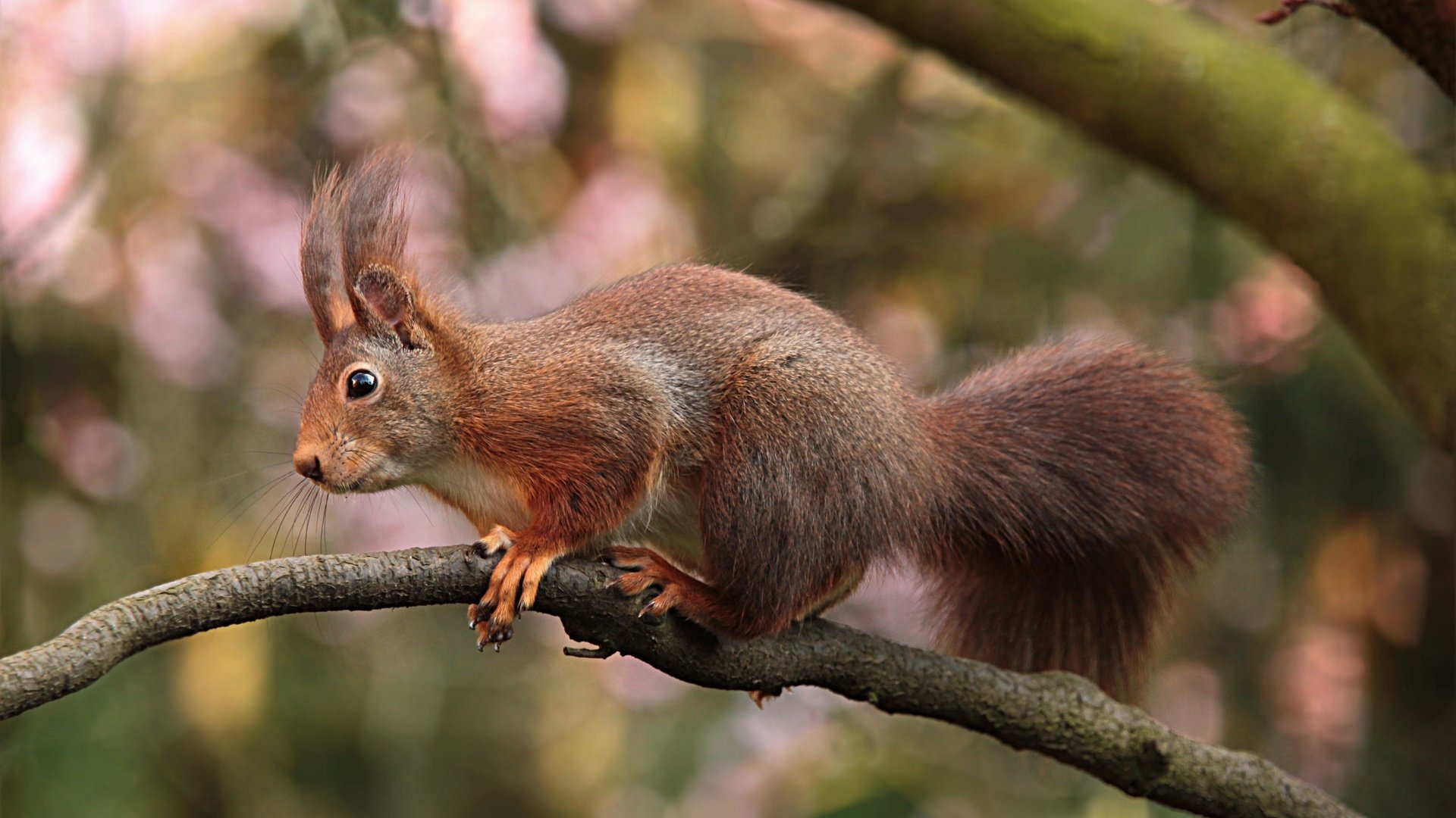 Обои ветка, природа, белка, хвост, branch, nature, protein, tail разрешение 3456x2304 Загрузить