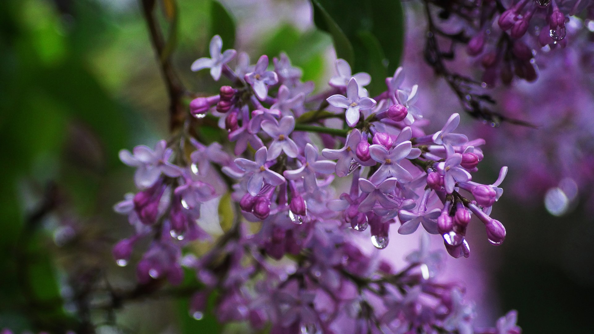 Обои цветы, ветка, природа, макро, капли, сирень, flowers, branch, nature, macro, drops, lilac разрешение 5456x3632 Загрузить