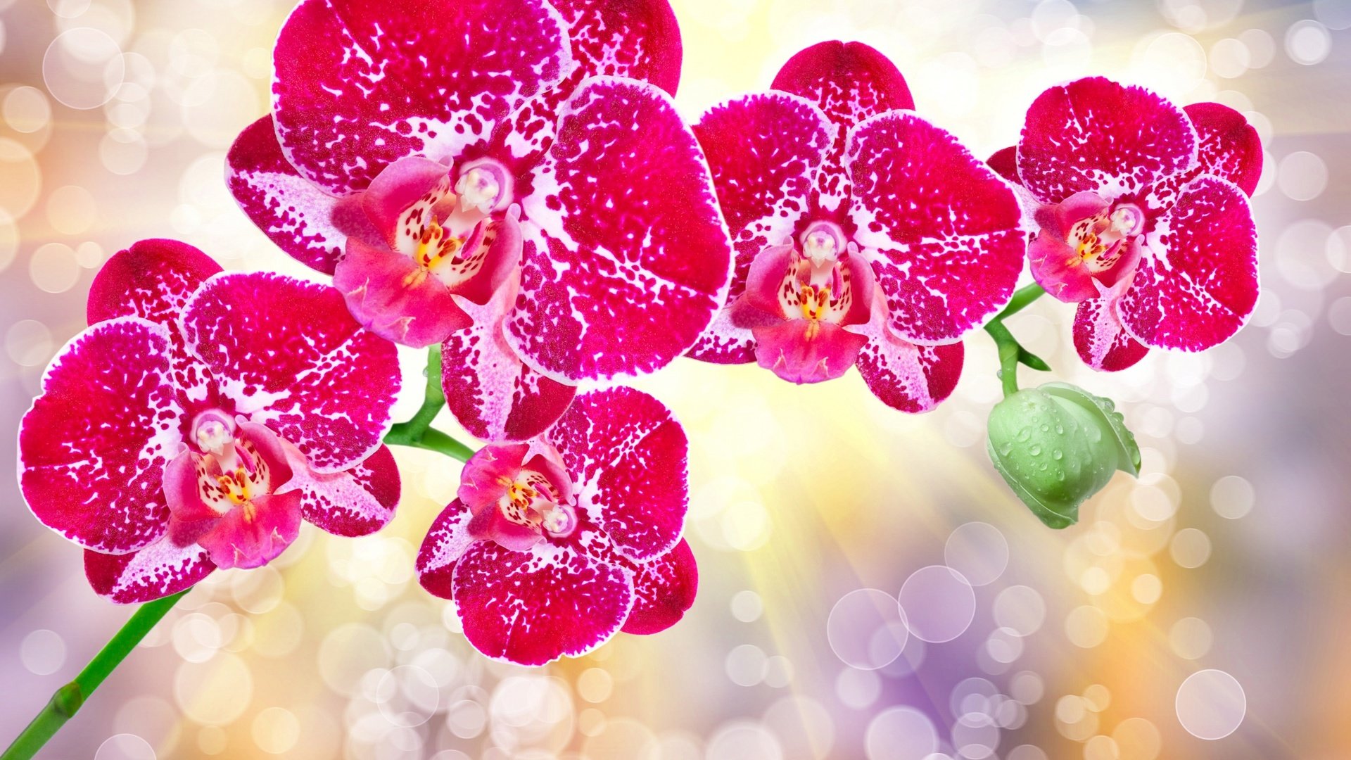 Обои цветы, лепестки, блики, орхидеи, flowers, petals, glare, orchids разрешение 2560x1600 Загрузить