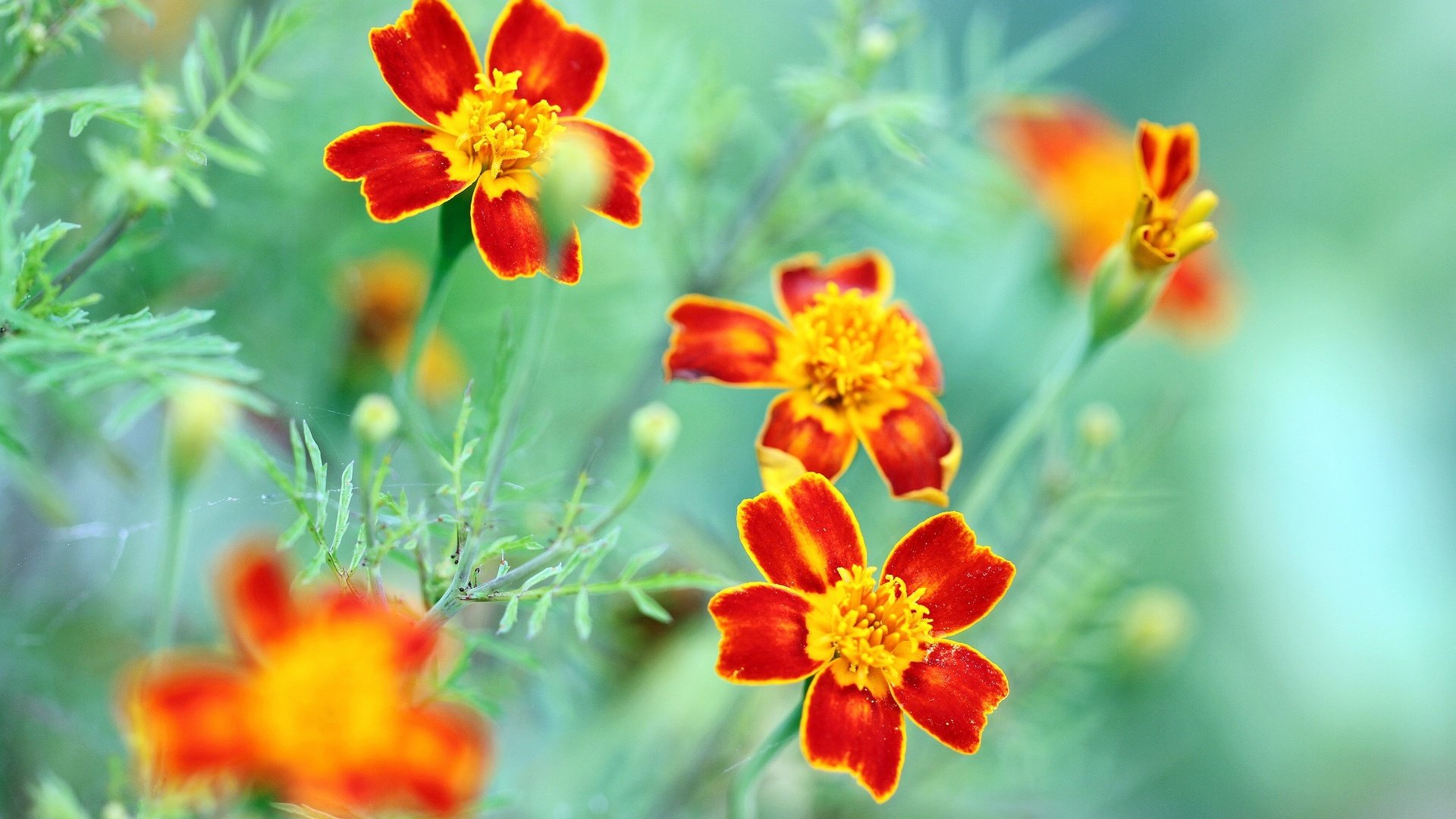 Обои цветы, макро, лепестки, боке, бархатцы, flowers, macro, petals, bokeh, marigolds разрешение 2048x1365 Загрузить