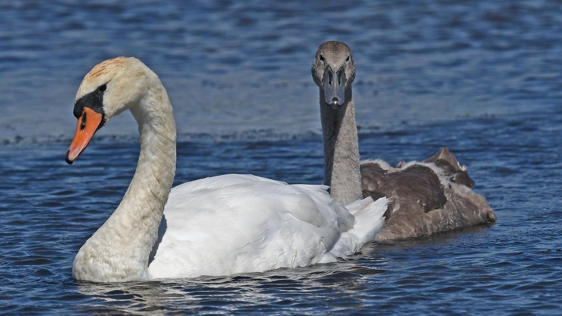 Обои природа, плывут, птицы, клюв, любовь, пруд, пара, перья, лебеди, nature, float, birds, beak, love, pond, pair, feathers, swans разрешение 2048x1365 Загрузить