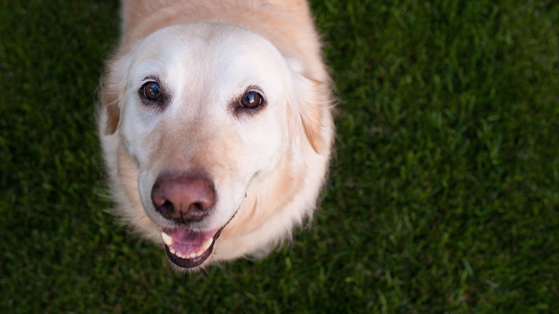 Обои глаза, трава, мордочка, взгляд, собака, лабрадор, eyes, grass, muzzle, look, dog, labrador разрешение 3550x2367 Загрузить