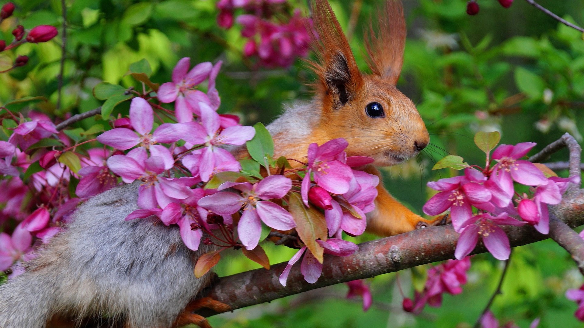 Обои ветка, цветение, весна, белка, яблоня, белочка, branch, flowering, spring, protein, apple, squirrel разрешение 2000x1331 Загрузить