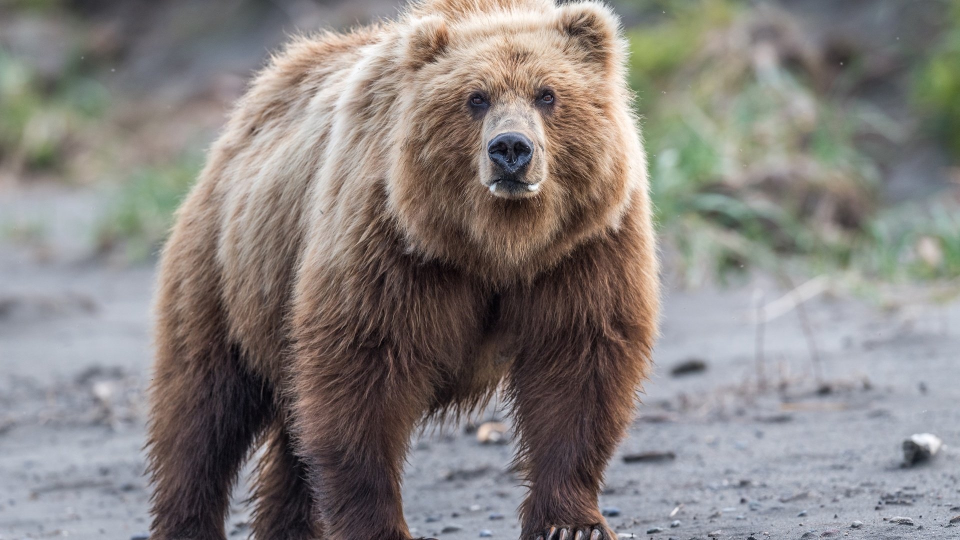 Обои взгляд, медведь, дикая природа, бурый медведь, look, bear, wildlife, brown bear разрешение 2500x1667 Загрузить