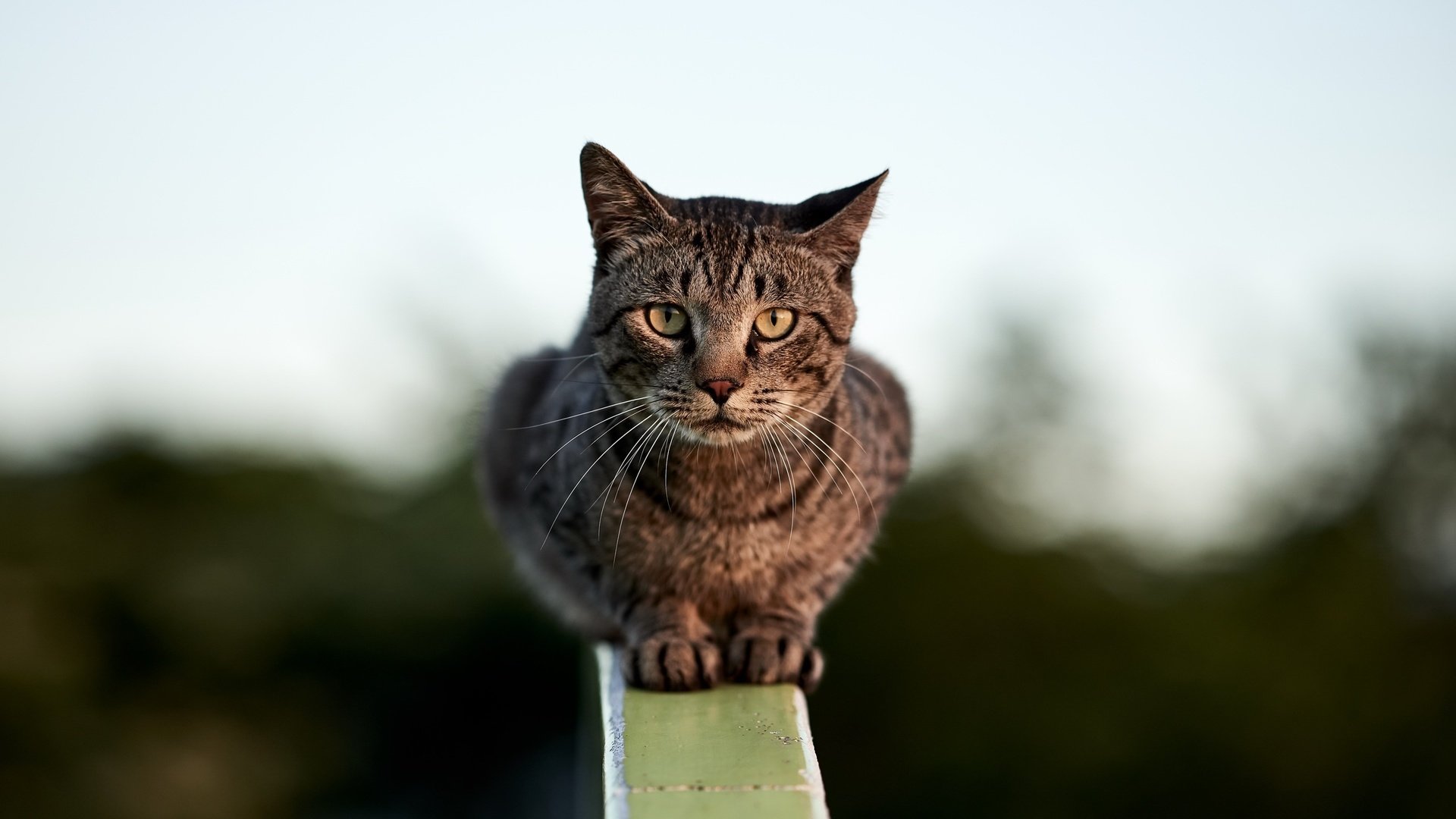 Обои фон, кошка, сидит, перила, боке, размытый, background, cat, sitting, railings, bokeh, blurred разрешение 2560x1709 Загрузить