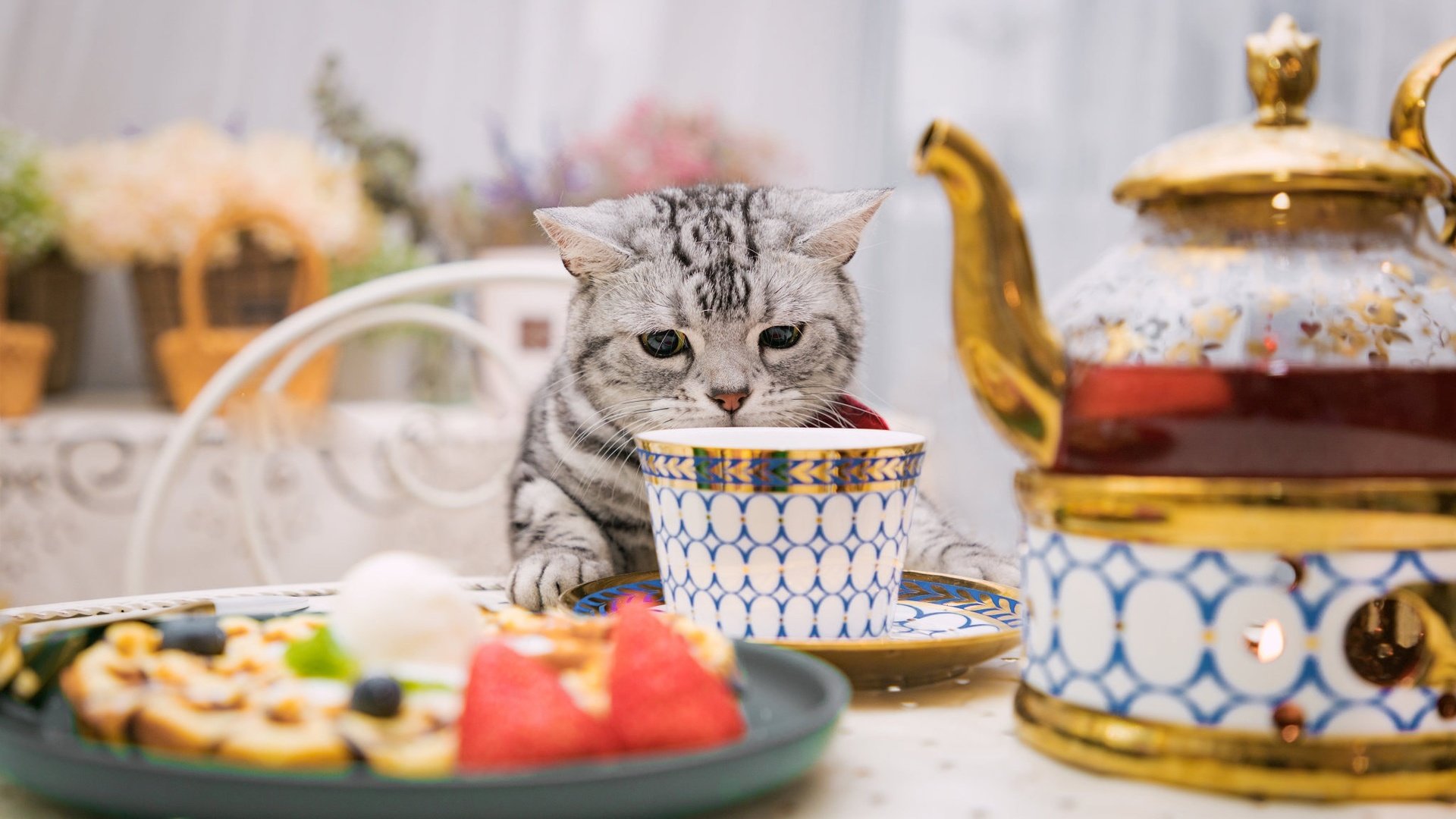 Обои кошка, стол, сидит, чашка, нюхает, cat, table, sitting, cup, sniffing разрешение 2048x1287 Загрузить