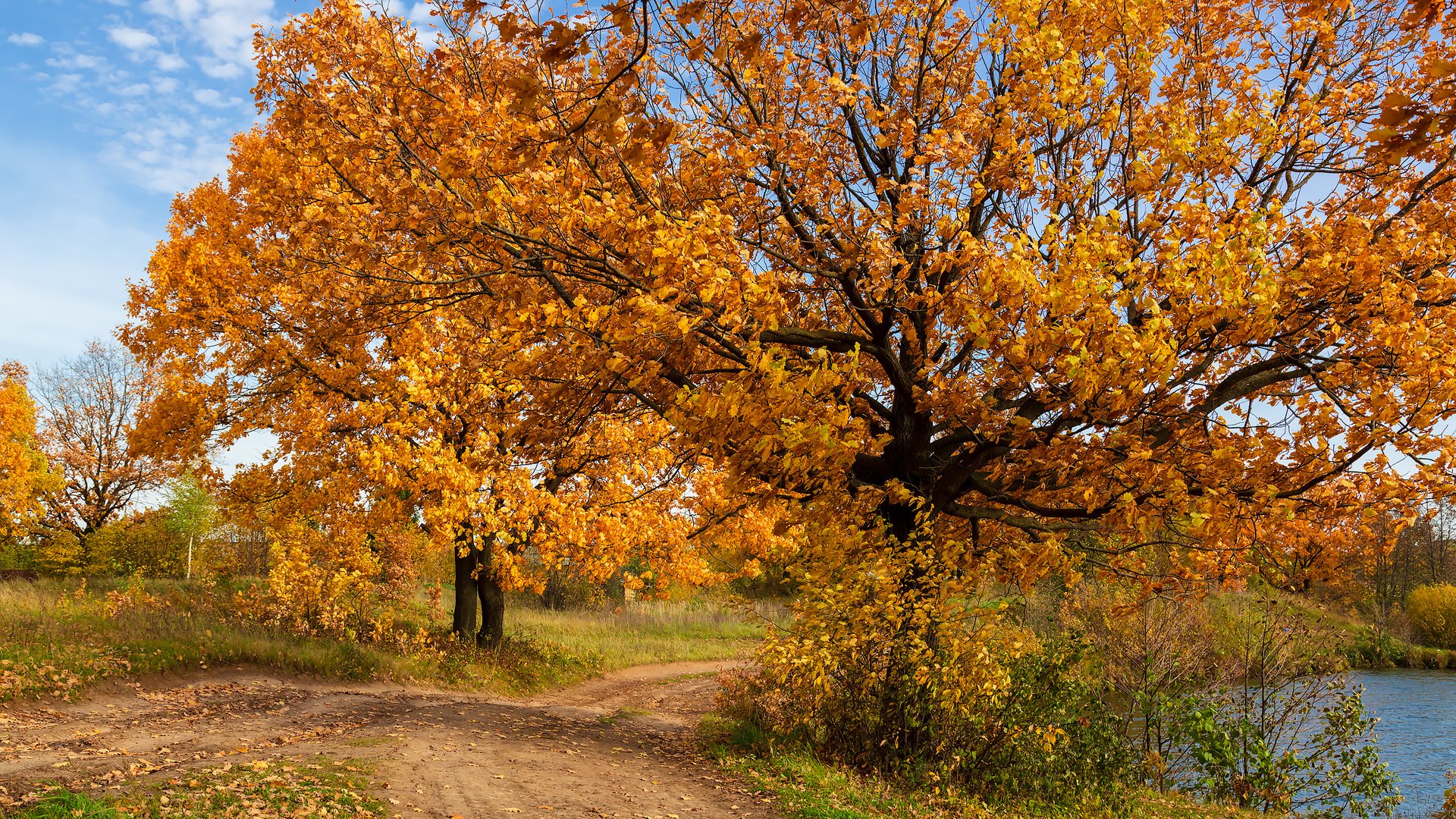 Обои деревья, природа, пейзаж, осень, trees, nature, landscape, autumn разрешение 2304x1536 Загрузить