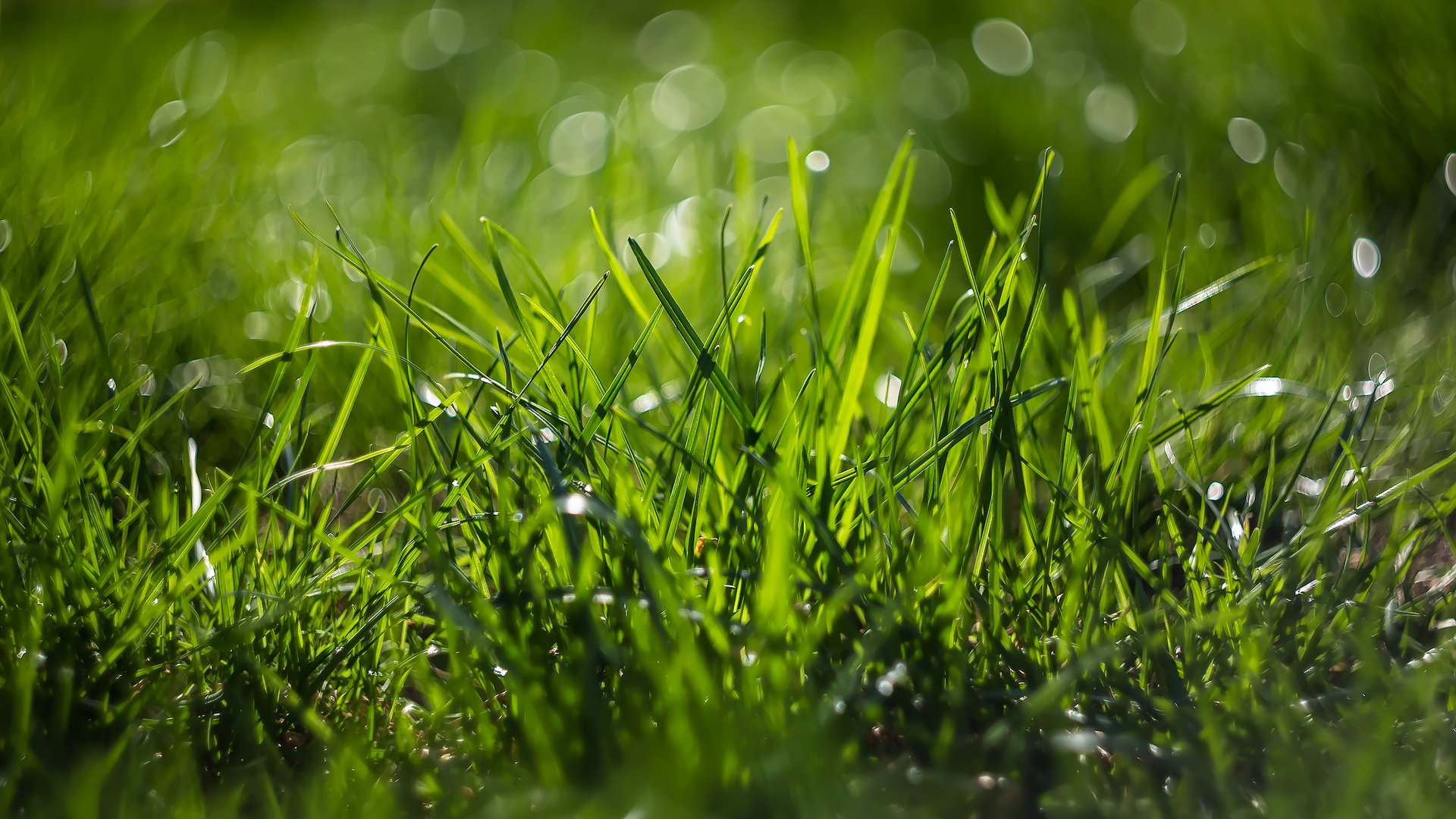 Обои трава, природа, макро, боке, grass, nature, macro, bokeh разрешение 2185x1457 Загрузить