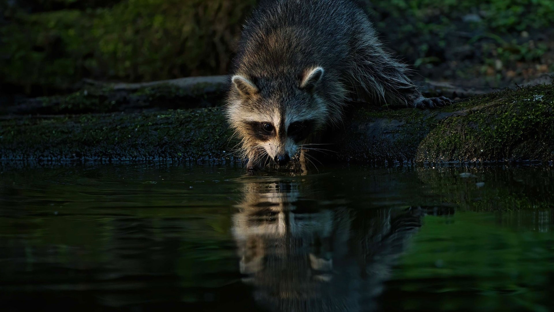 Обои берег, отражение, водоем, бревно, енот, shore, reflection, pond, log, raccoon разрешение 2000x1334 Загрузить