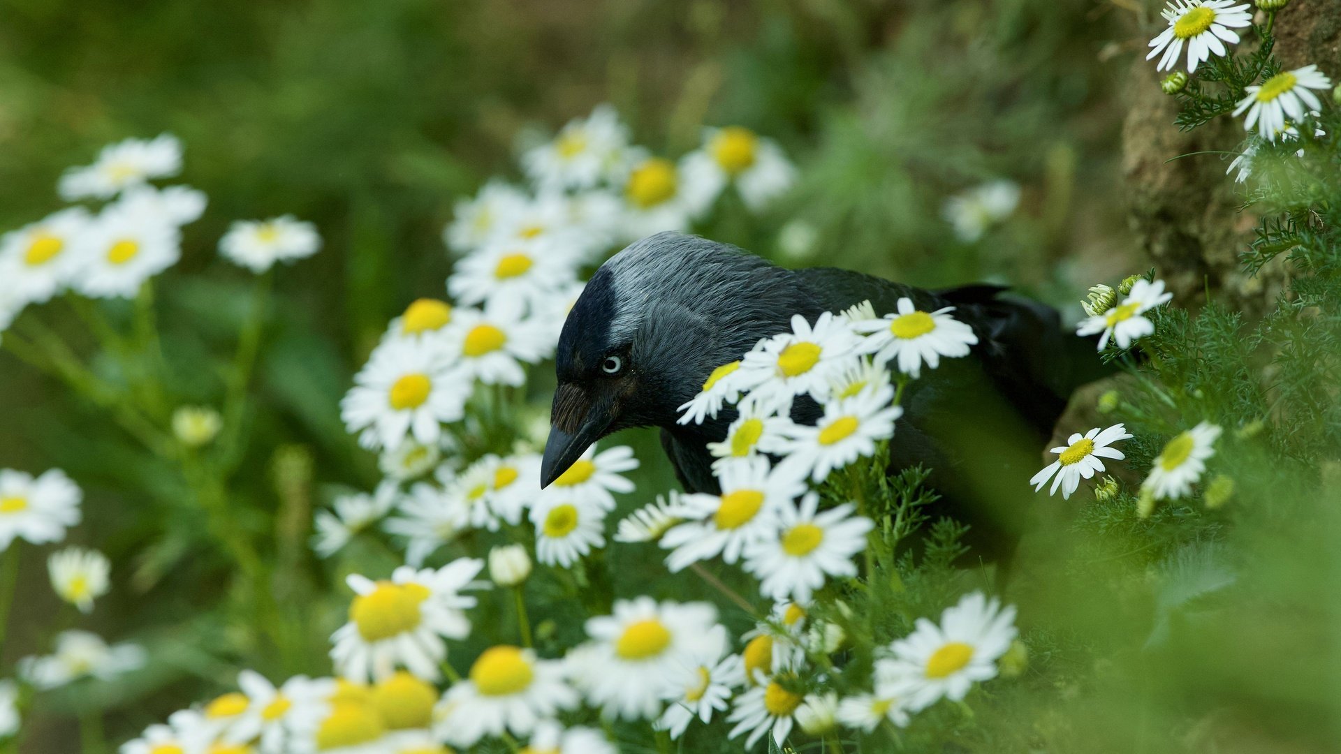 Обои цветы, лето, птица, ромашки, боке, галка, flowers, summer, bird, chamomile, bokeh, jackdaw разрешение 5120x3413 Загрузить