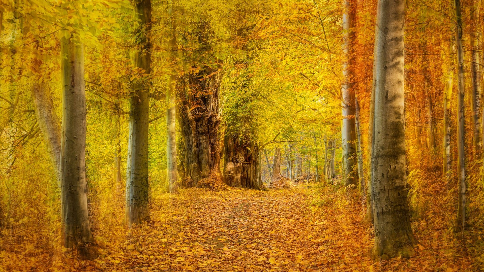 Обои деревья, лес, листья, парк, осень, желтые, аллея, trees, forest, leaves, park, autumn, yellow, alley разрешение 2048x1365 Загрузить