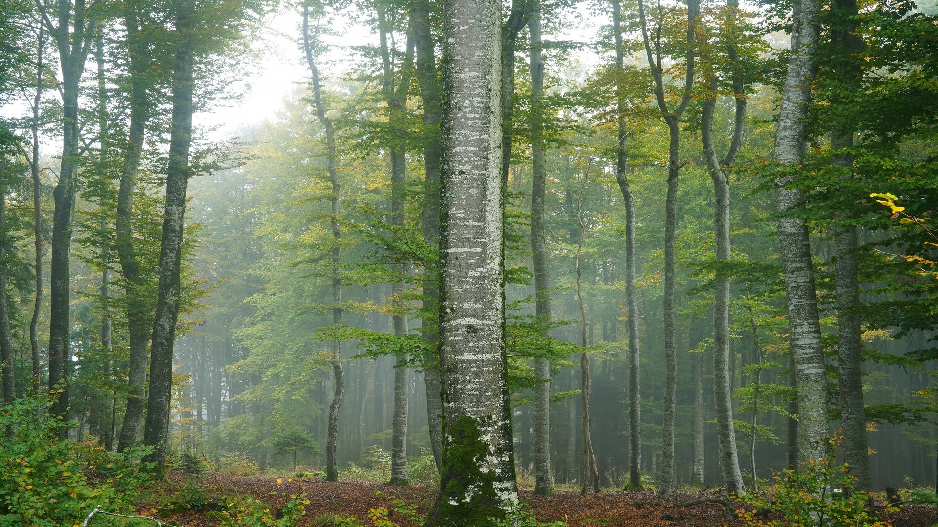 Обои деревья, туман, trees, fog разрешение 3840x2160 Загрузить