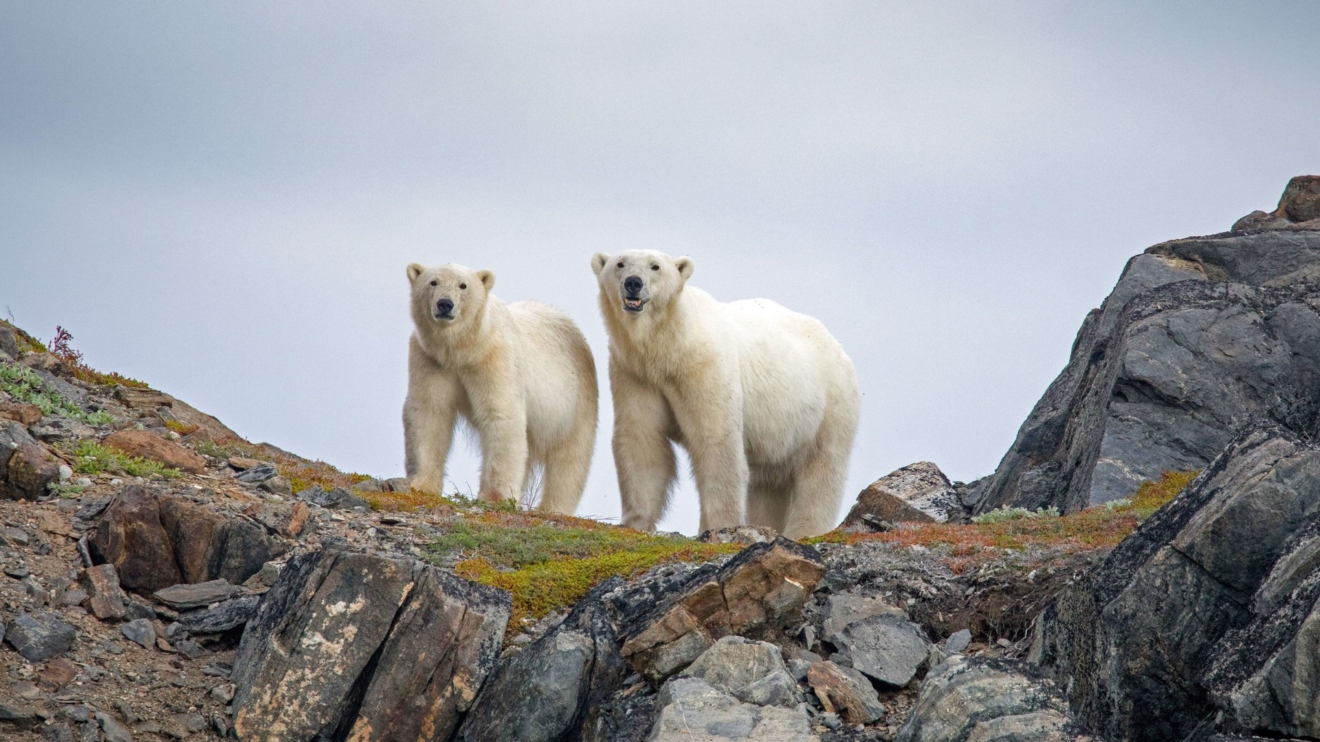 Обои канада, белые медведи, canada, polar bears разрешение 3240x2160 Загрузить