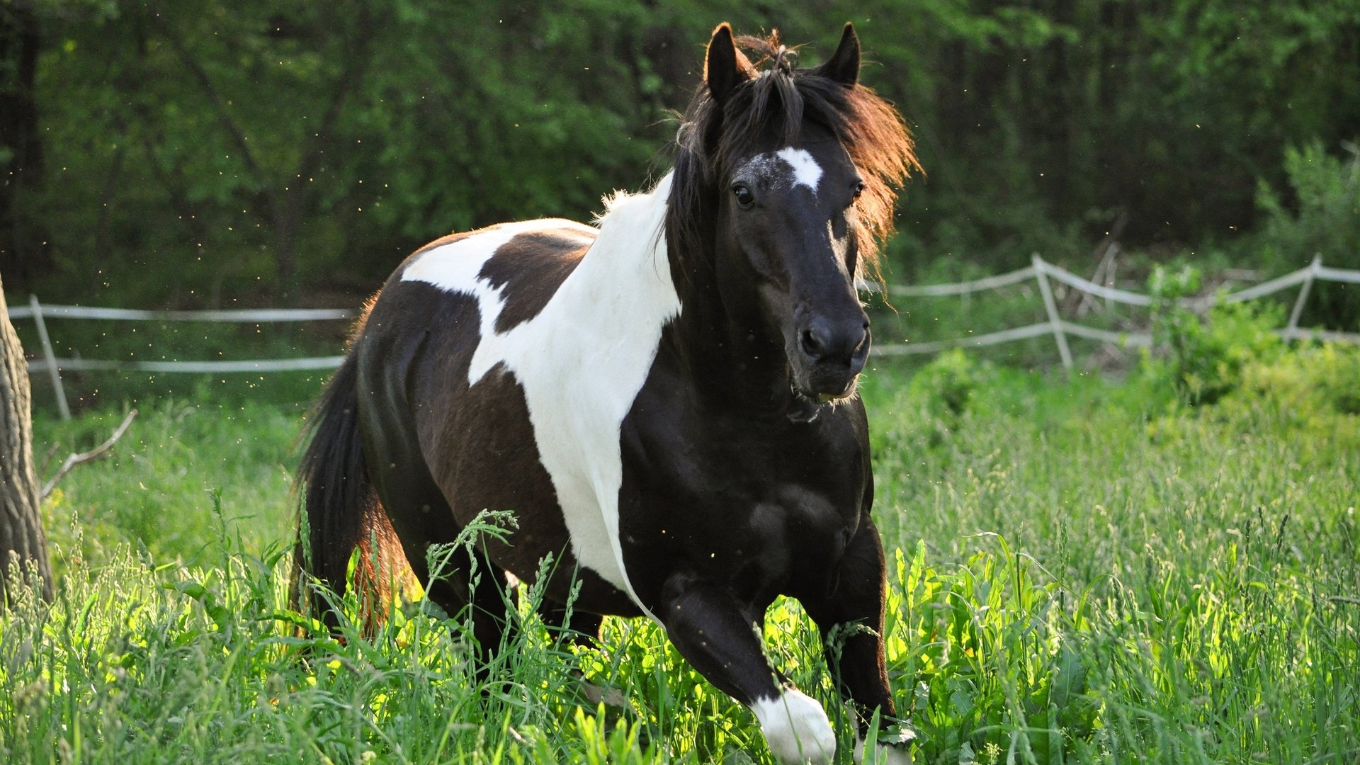 Обои лошадь, природа, конь, бег, horse, nature, running разрешение 2880x1913 Загрузить