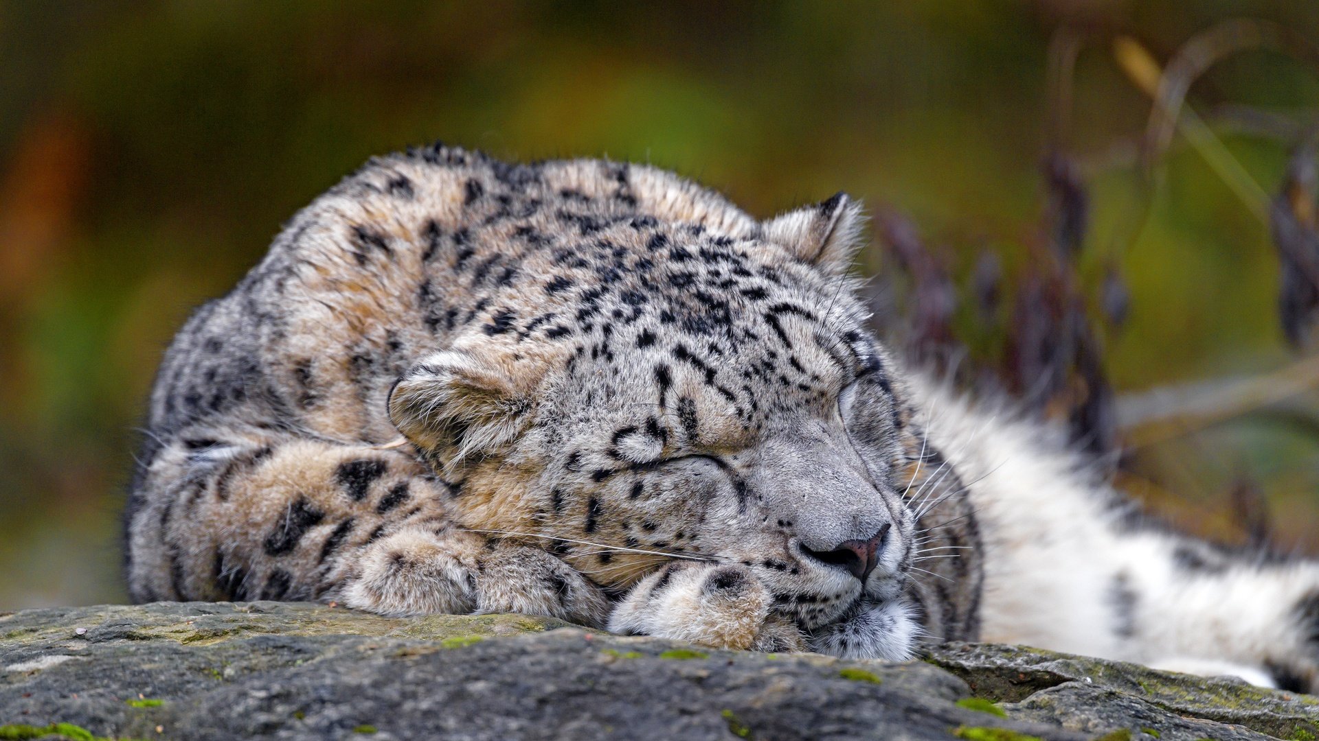 Обои морда, природа, сон, лежит, спит, снежный барс, ирбис, face, nature, sleep, lies, sleeping, snow leopard, irbis разрешение 3840x2560 Загрузить