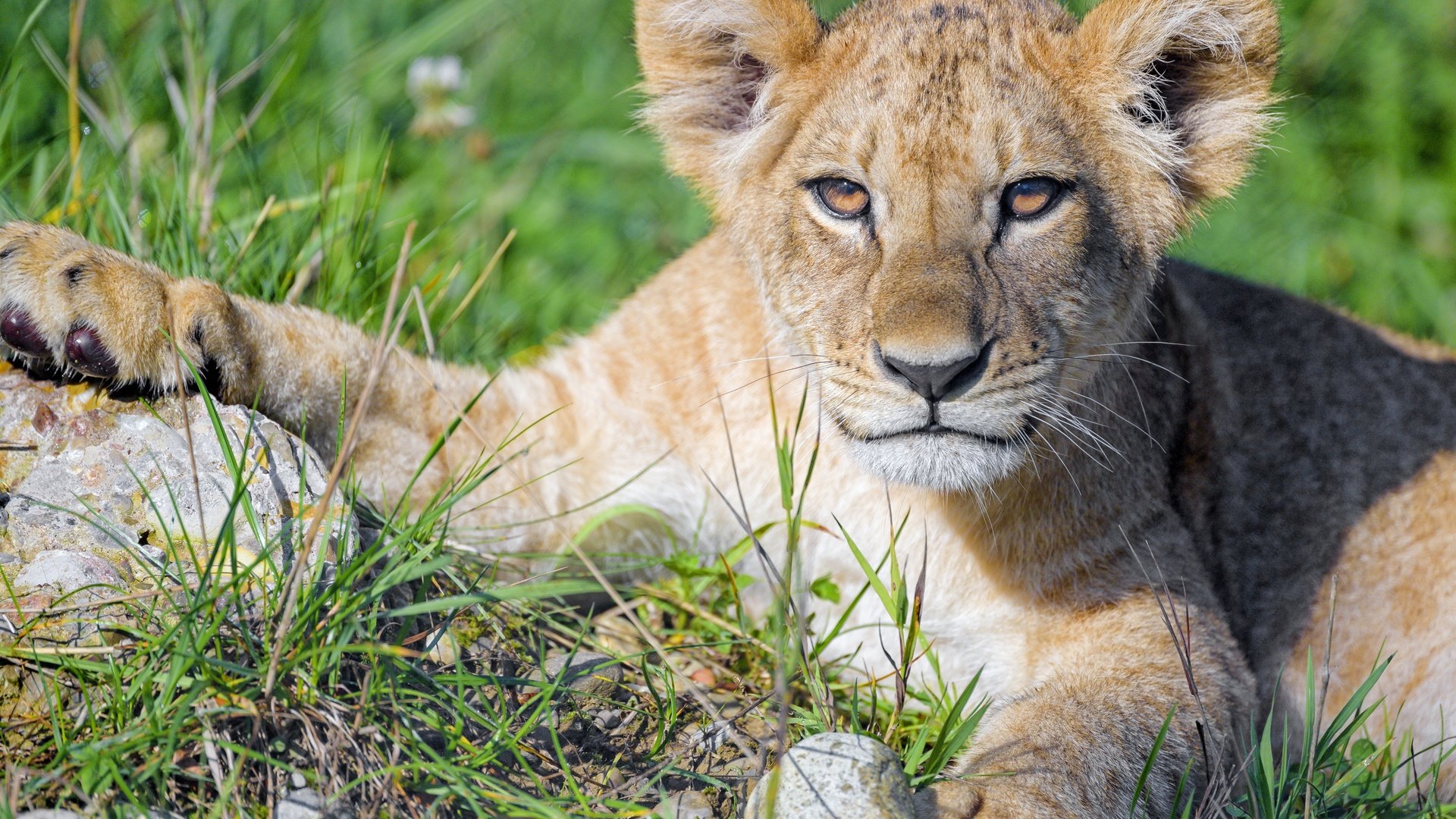 Обои морда, трава, портрет, лапы, взгляд, лежит, львёнок, face, grass, portrait, paws, look, lies, lion разрешение 5152x3435 Загрузить