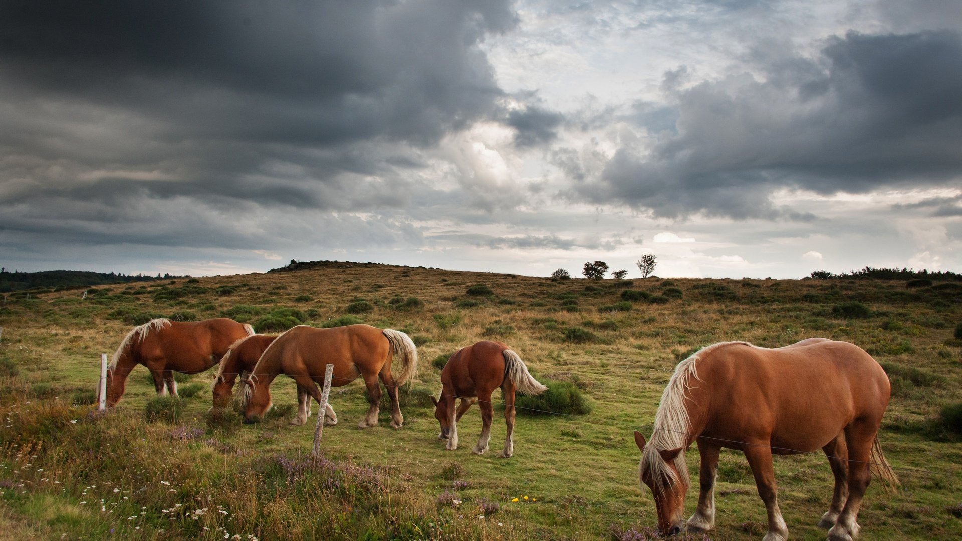 Обои небо, тучи, лето, лошади, кони, пастбище, стадо, пасмурно, the sky, clouds, summer, horse, horses, pasture, the herd, overcast разрешение 4256x2832 Загрузить