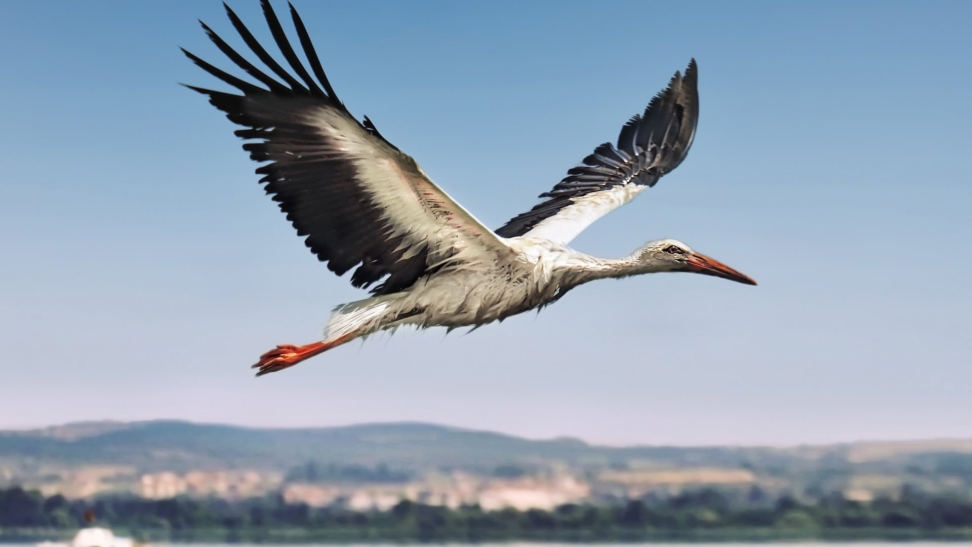 Обои полет, птица, аист, flight, bird, stork разрешение 3444x2260 Загрузить