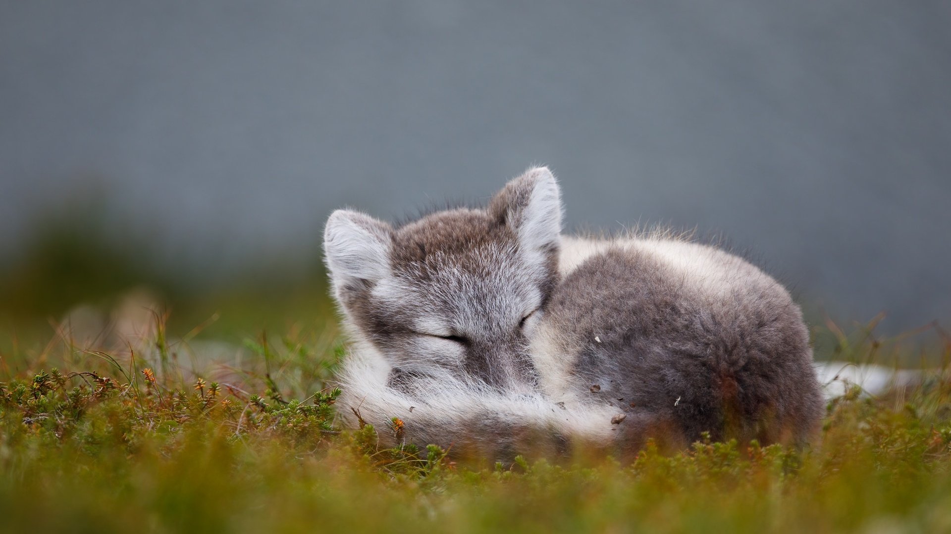 Обои природа, песец, фон, поза, сон, лежит, спит, поляна, мох, nature, fox, background, pose, sleep, lies, sleeping, glade, moss разрешение 2000x1333 Загрузить