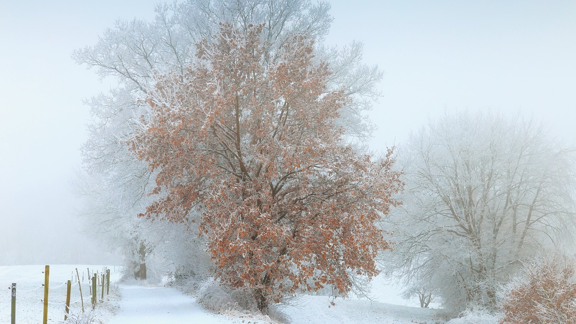 Обои снег, дерево, зима, туман, snow, tree, winter, fog разрешение 1920x1228 Загрузить