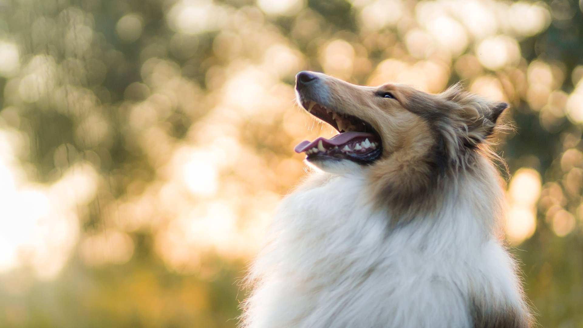 Обои собака, боке, колли, шелти, dog, bokeh, collie, sheltie разрешение 2880x1920 Загрузить