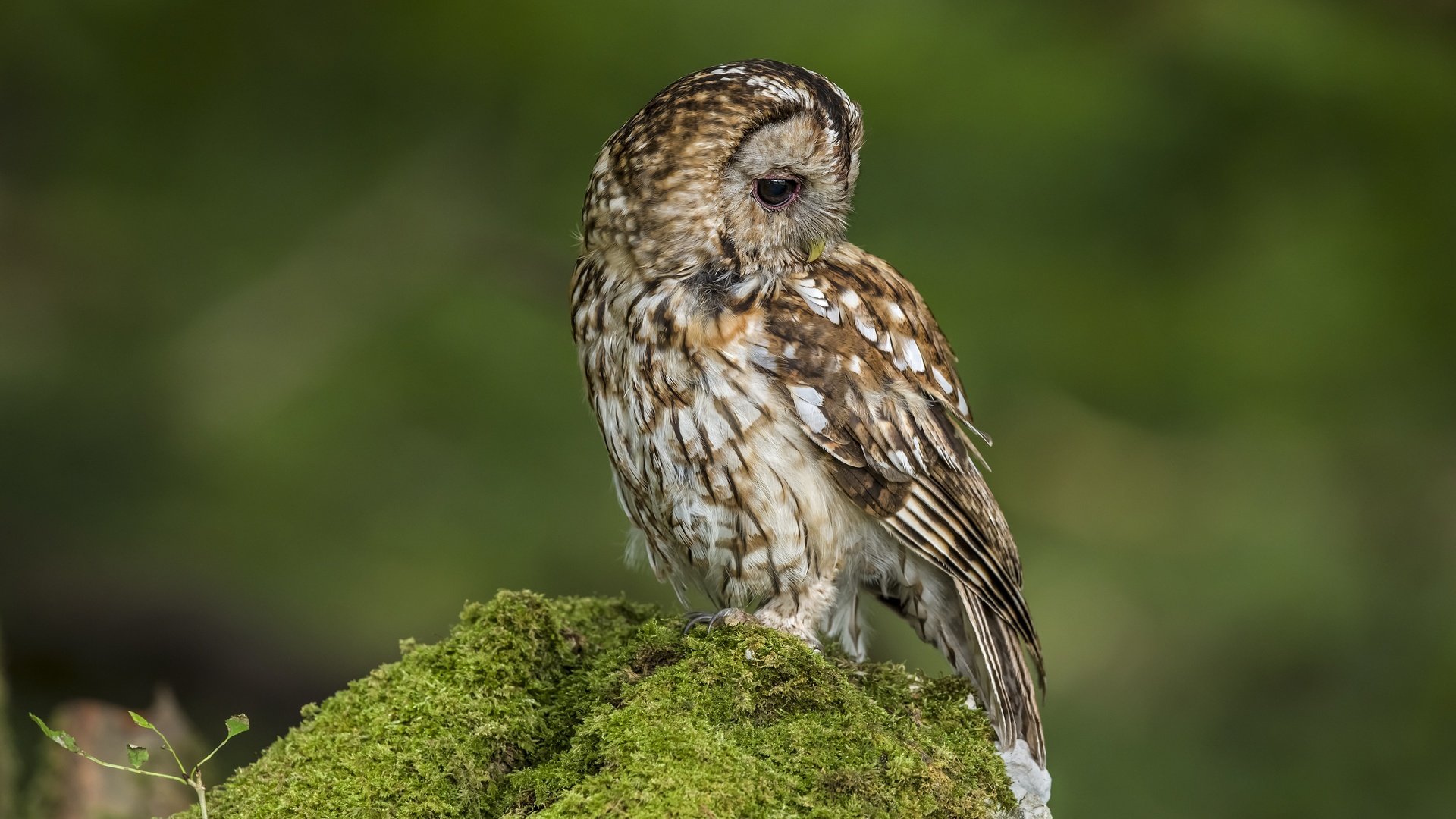 Обои сова, птица, мох, зеленый фон, owl, bird, moss, green background разрешение 6048x4024 Загрузить