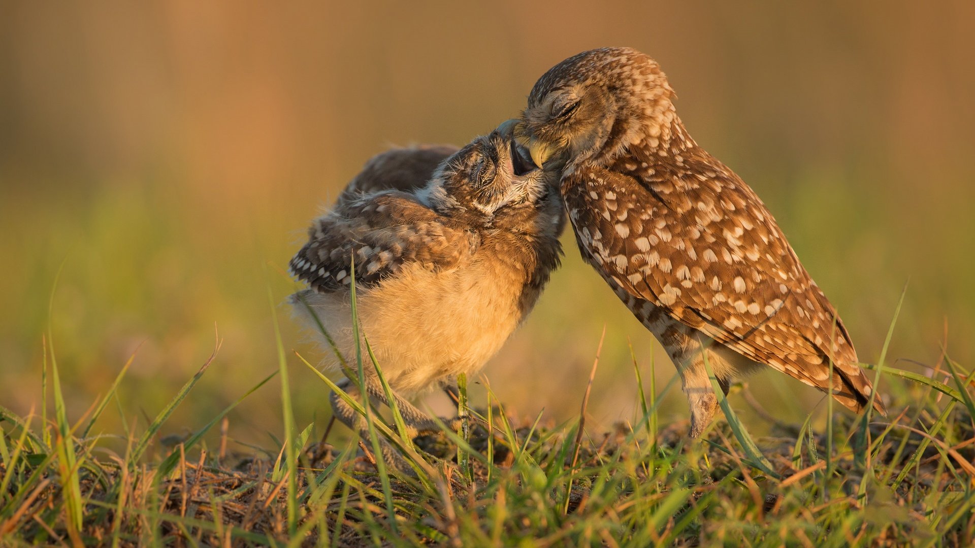 Обои трава, птицы, клюв, совы, сычи, grass, birds, beak, owls разрешение 3720x2501 Загрузить