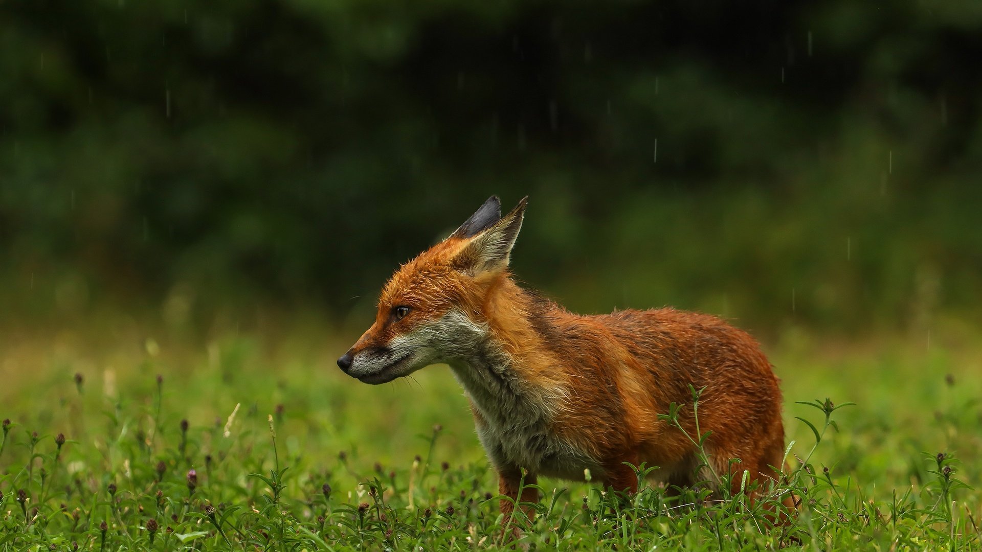 Обои зелень, поза, поляна, лиса, профиль, дождь, мокрая, greens, pose, glade, fox, profile, rain, wet разрешение 2560x1803 Загрузить