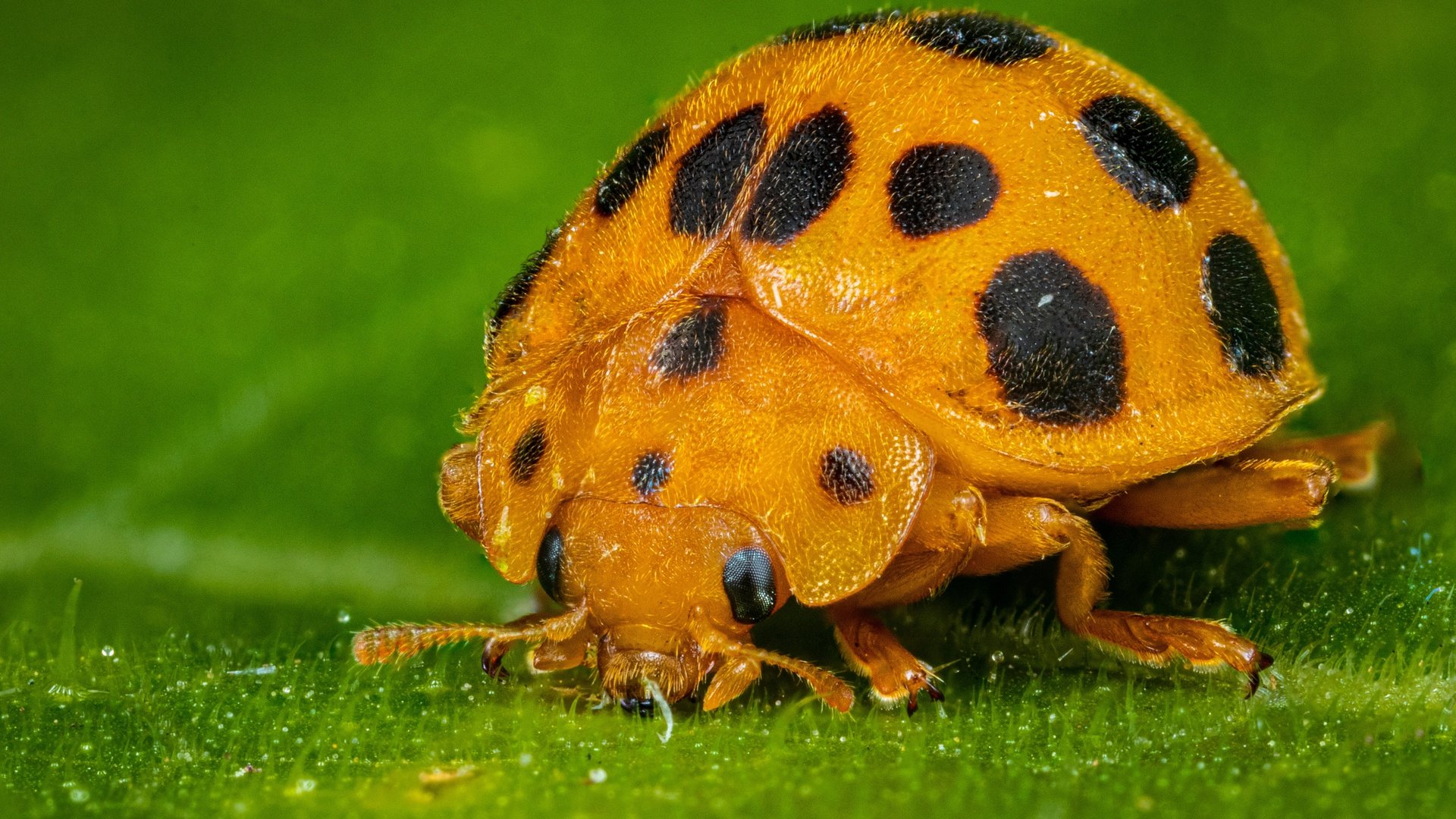 Обои жук, макро, листок, божья коровка, жёлтая, зеленый фон, beetle, macro, leaf, ladybug, yellow, green background разрешение 5042x3361 Загрузить