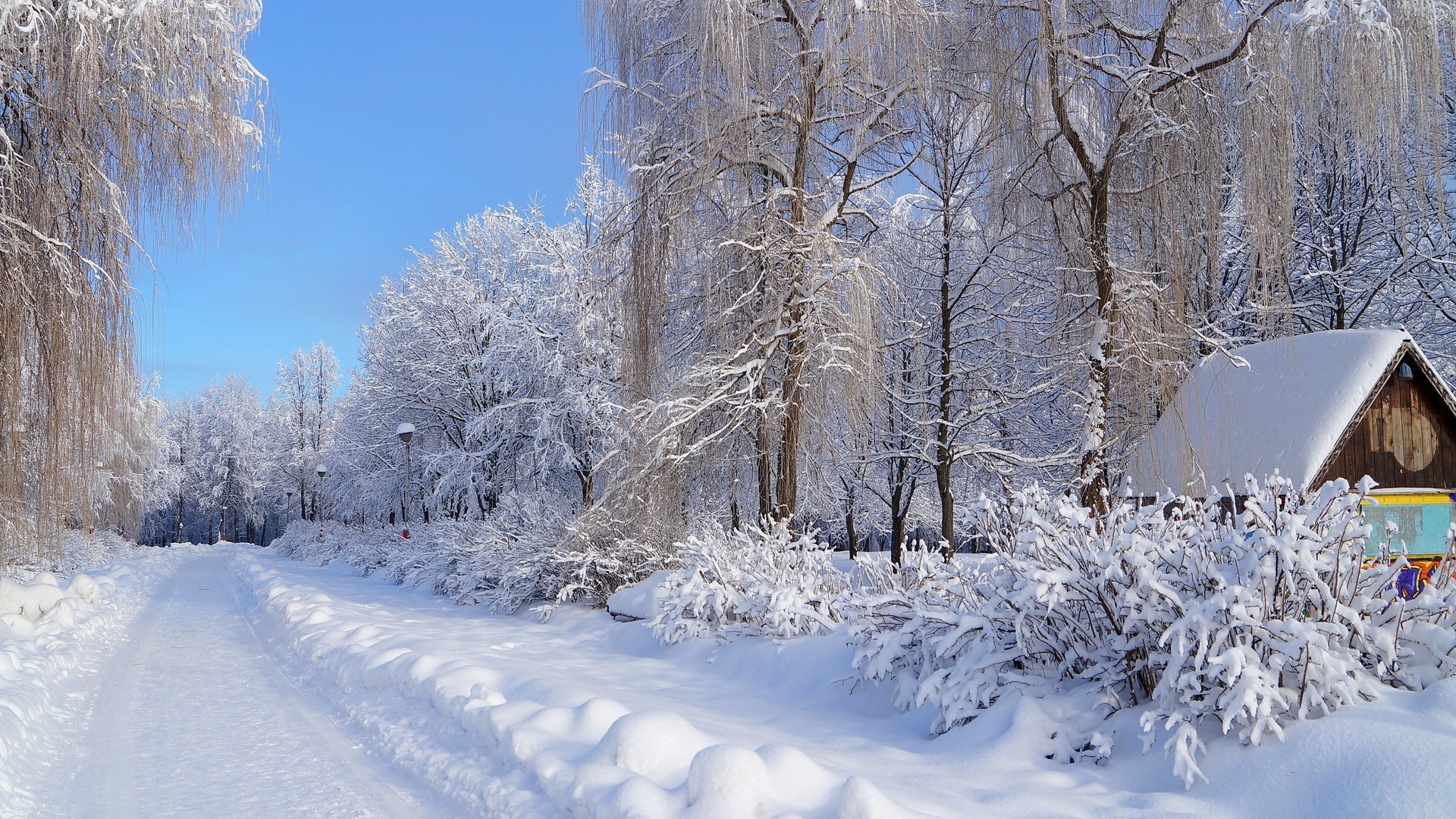 Обои снег, зима, зимний лес, snow, winter, winter forest разрешение 4912x3264 Загрузить