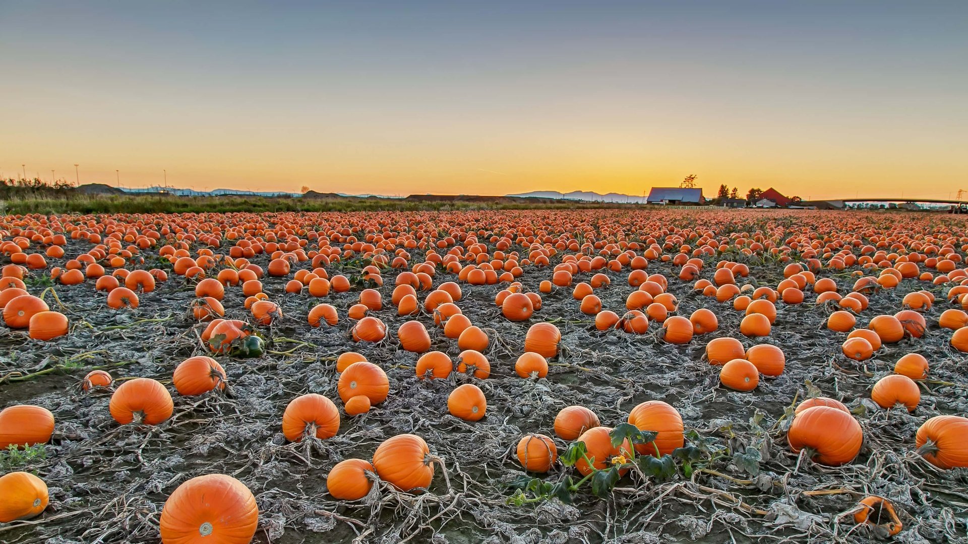 Обои поле, урожай, канада, тыква, британская колумбия, field, harvest, canada, pumpkin, british columbia разрешение 3661x2059 Загрузить