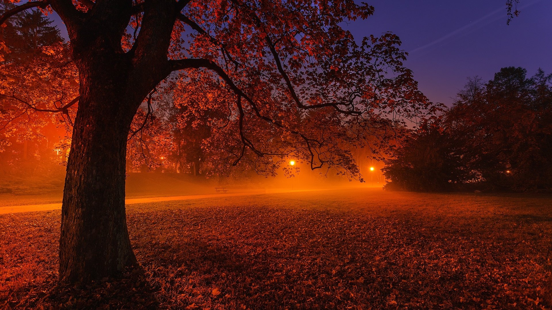 Обои свет, ночь, фонари, природа, дерево, пейзаж, парк, осень, light, night, lights, nature, tree, landscape, park, autumn разрешение 2048x1365 Загрузить