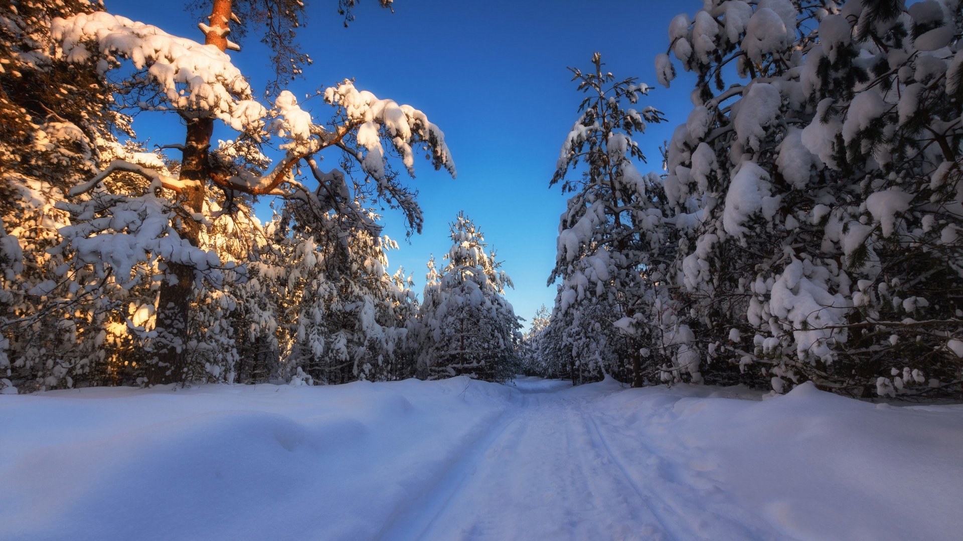 Обои деревья, снег, лес, зима, россия, сугробы, московская область, trees, snow, forest, winter, russia, the snow разрешение 2112x1188 Загрузить