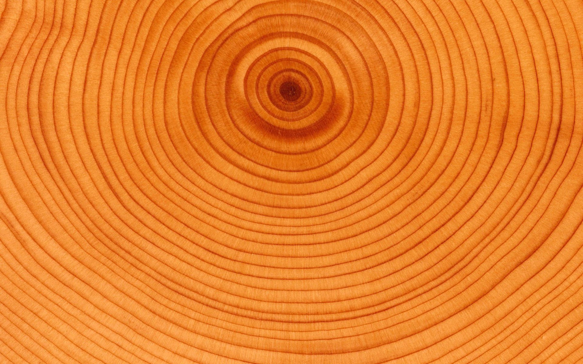 Обои дерево, круги, возраст, tree, circles, age разрешение 2560x1920 Загрузить