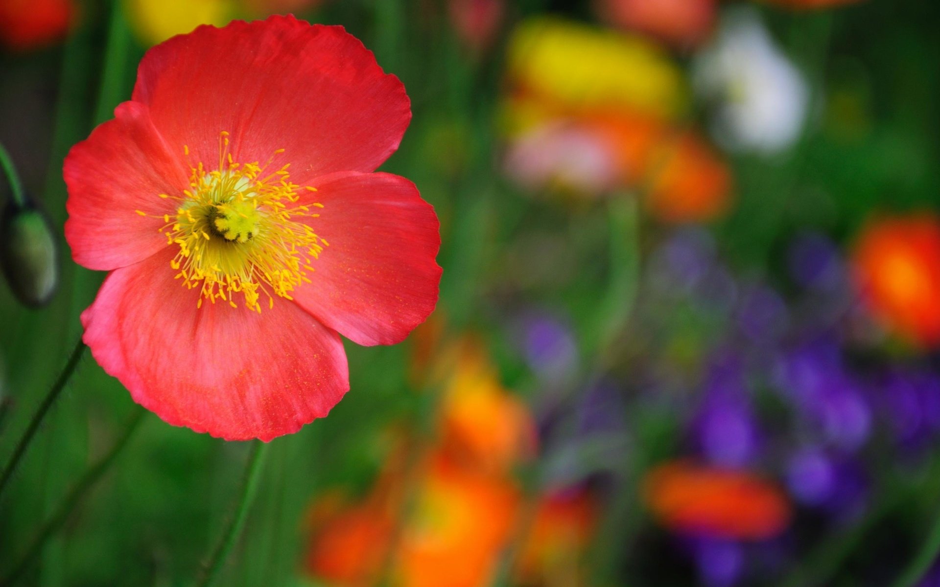 Обои макро, цветок, красный, macro, flower, red разрешение 2560x1600 Загрузить