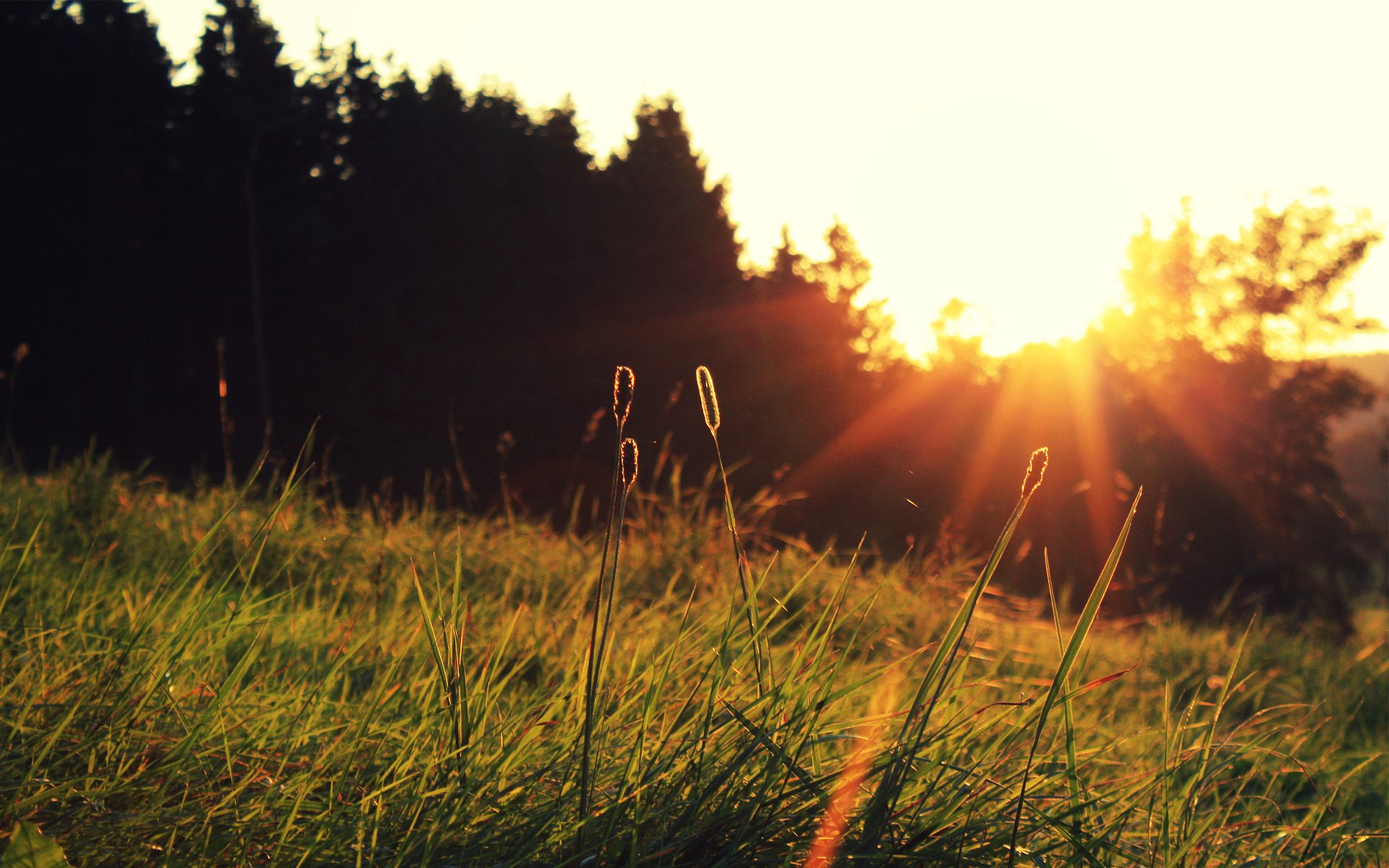 Обои трава, солнце, закат, grass, the sun, sunset разрешение 2560x1600 Загрузить