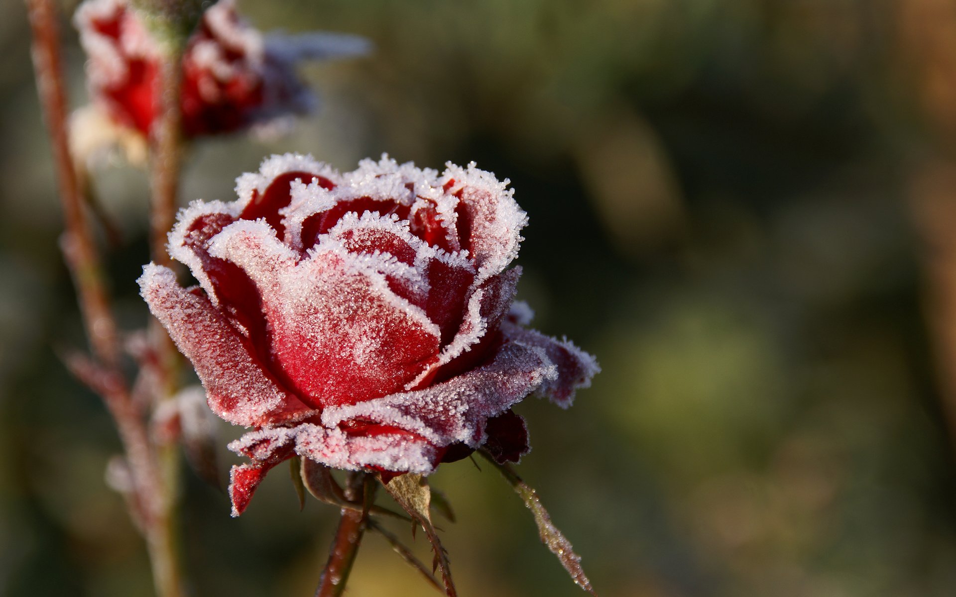 Обои цветы, макро, розы, иней, лепестки, красные, размытость, холод, flowers, macro, roses, frost, petals, red, blur, cold разрешение 3000x2000 Загрузить