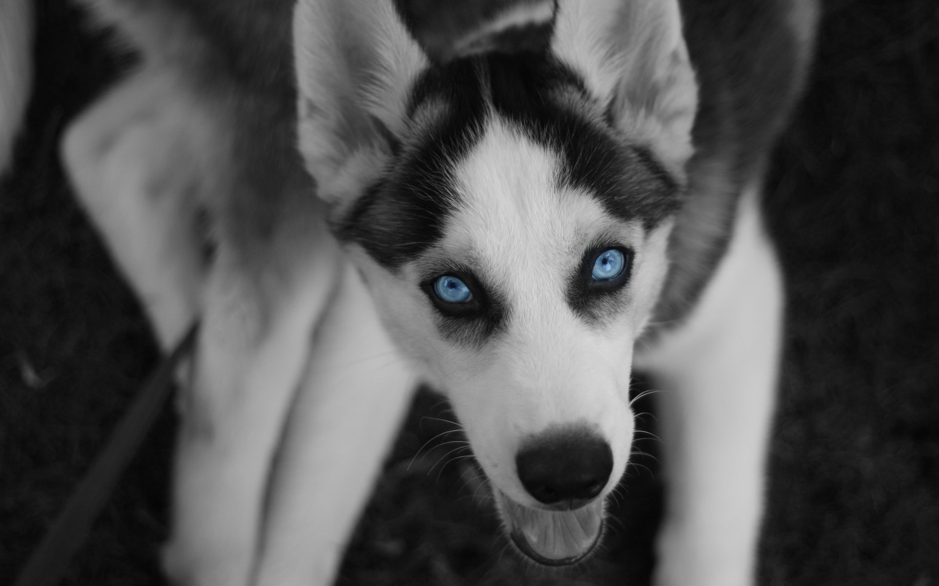 Обои глаза, хаски, север, пес, eyes, husky, north, dog разрешение 3888x2592 Загрузить