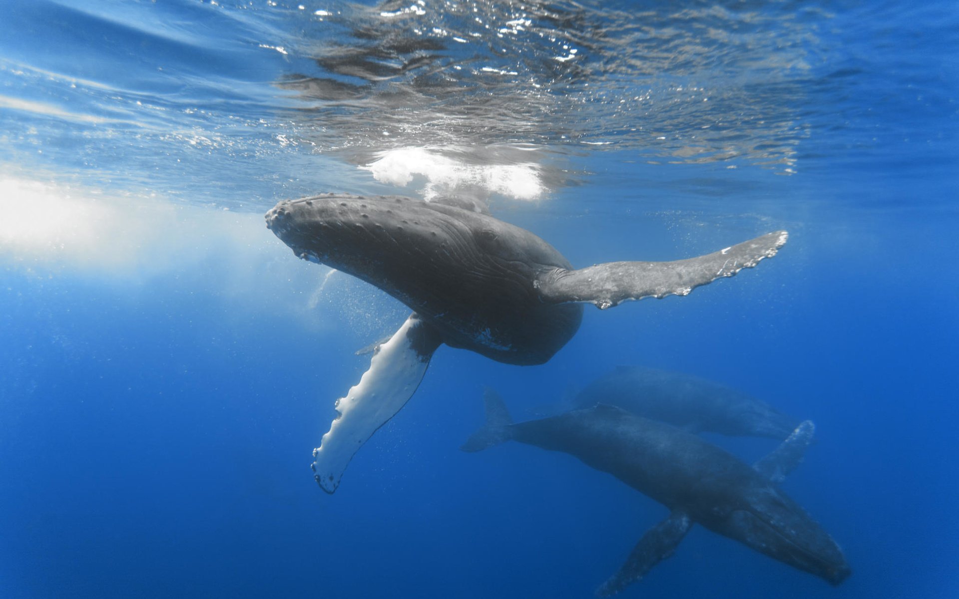 Обои океан, киты, глубина, простор, размер, the ocean, whales, depth, space, size разрешение 2000x1333 Загрузить