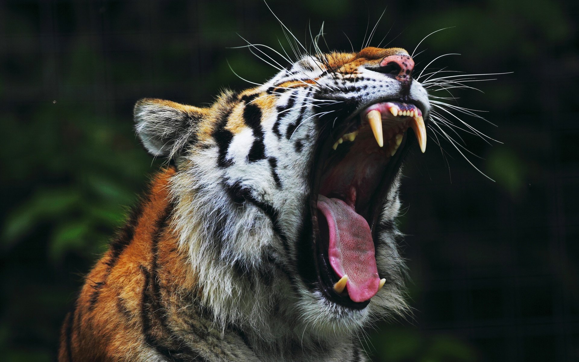 Обои тигр, клыки, пасть, tiger, fangs, mouth разрешение 4770x3510 Загрузить