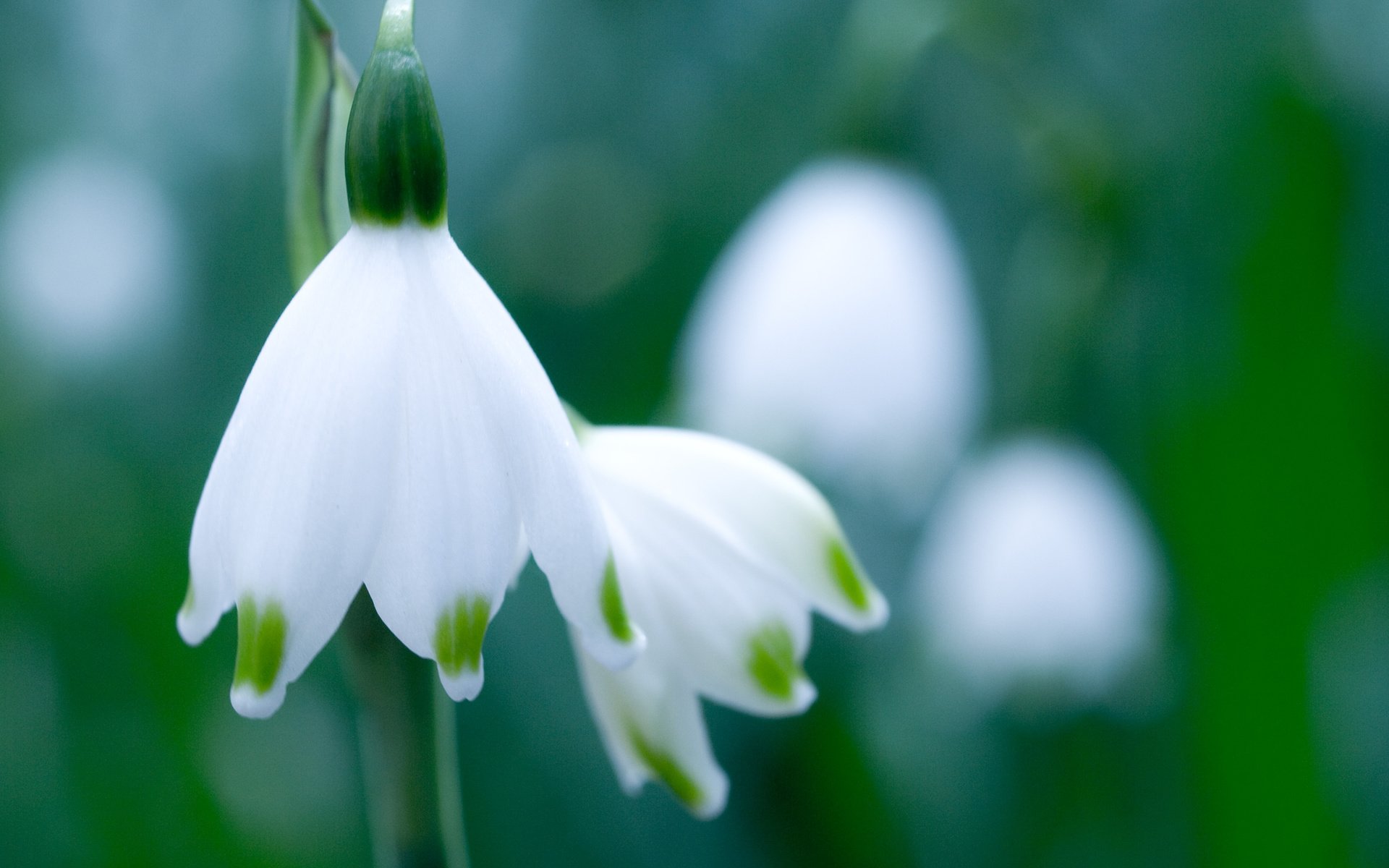 Обои зелень, макро, цветок, белый, весна, подснежник, белоцветник, greens, macro, flower, white, spring, snowdrop, snowflake разрешение 3648x2736 Загрузить